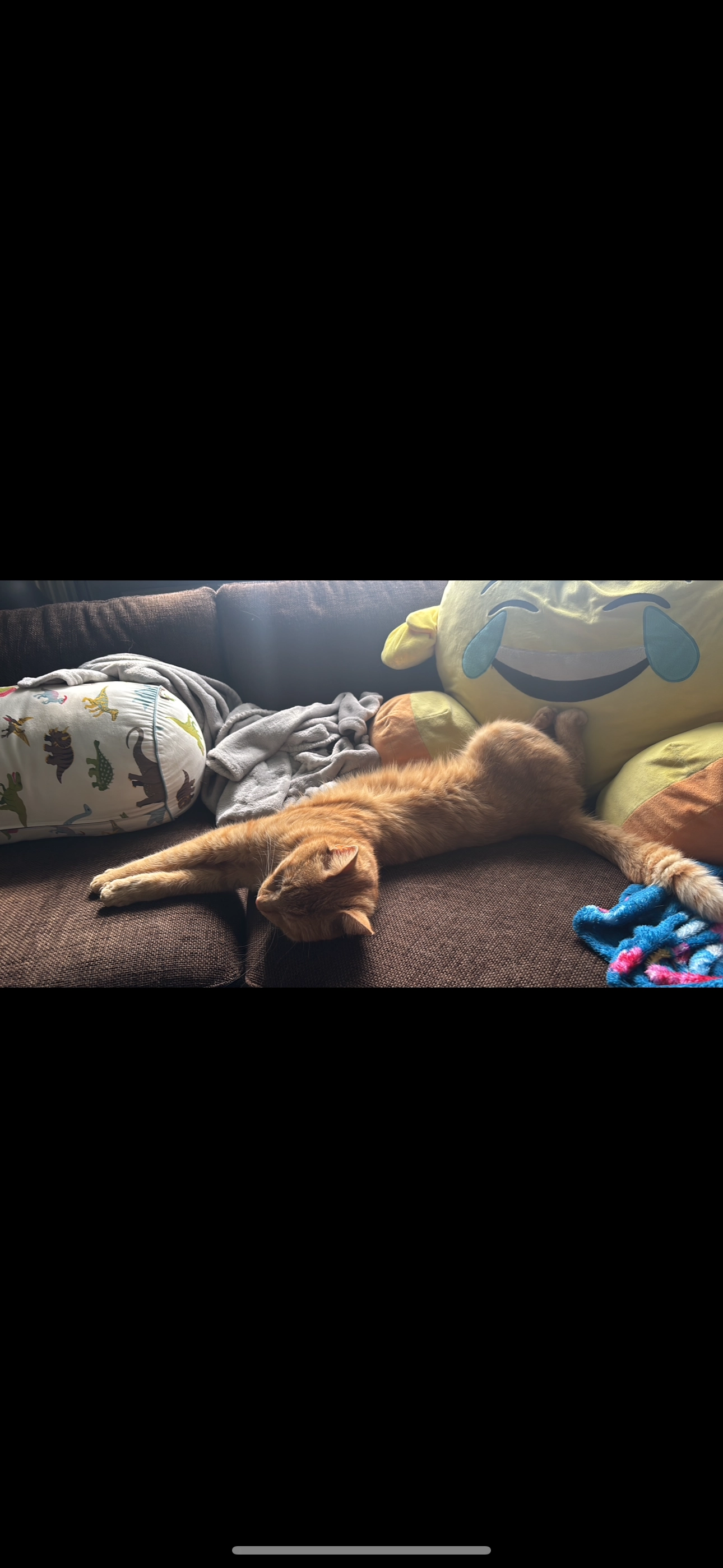 Nemo  - 10 Rue des Jardins, Soultz-Haut-Rhin