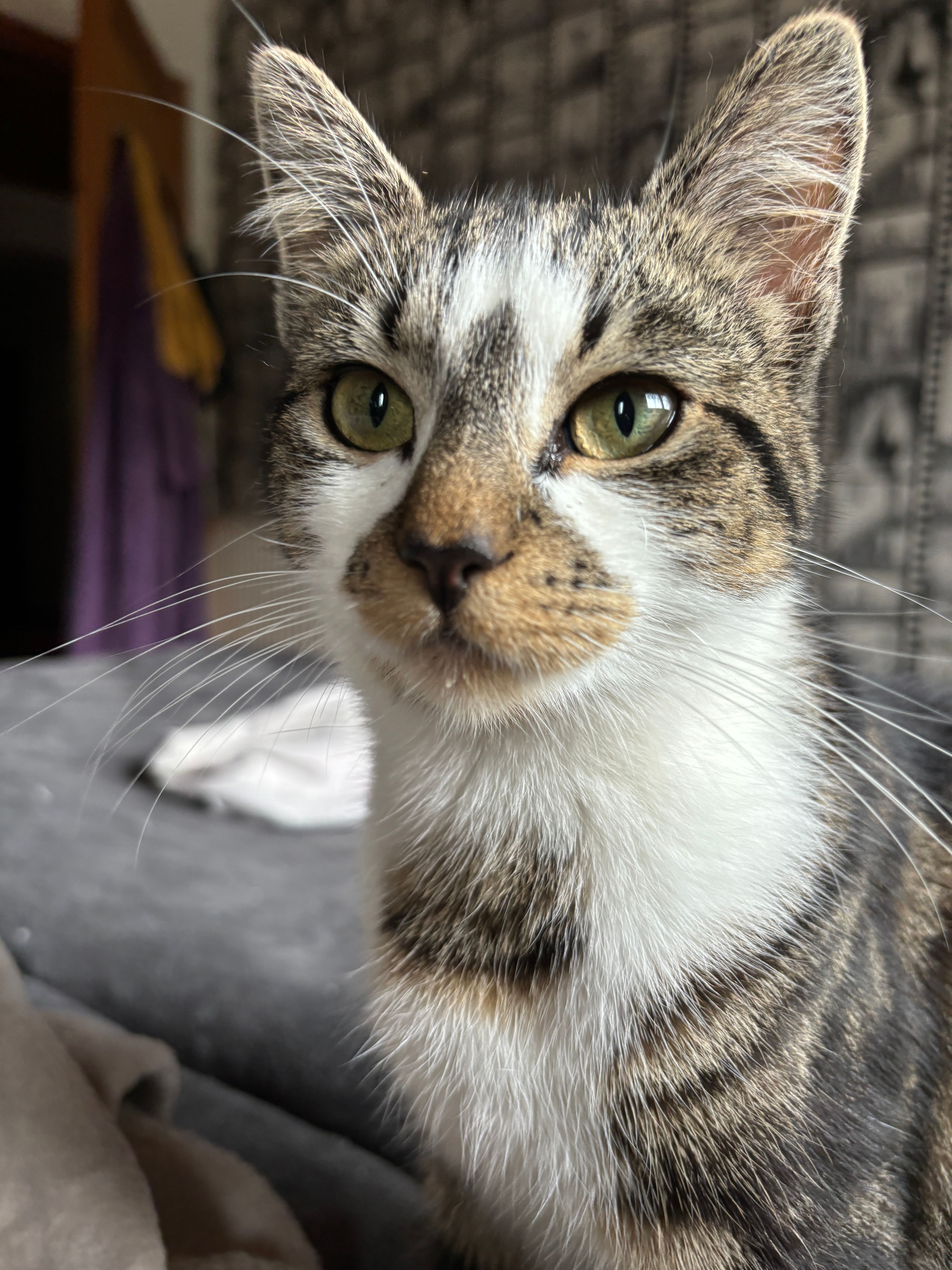 Perla und Mila - 49453, Hemsloh