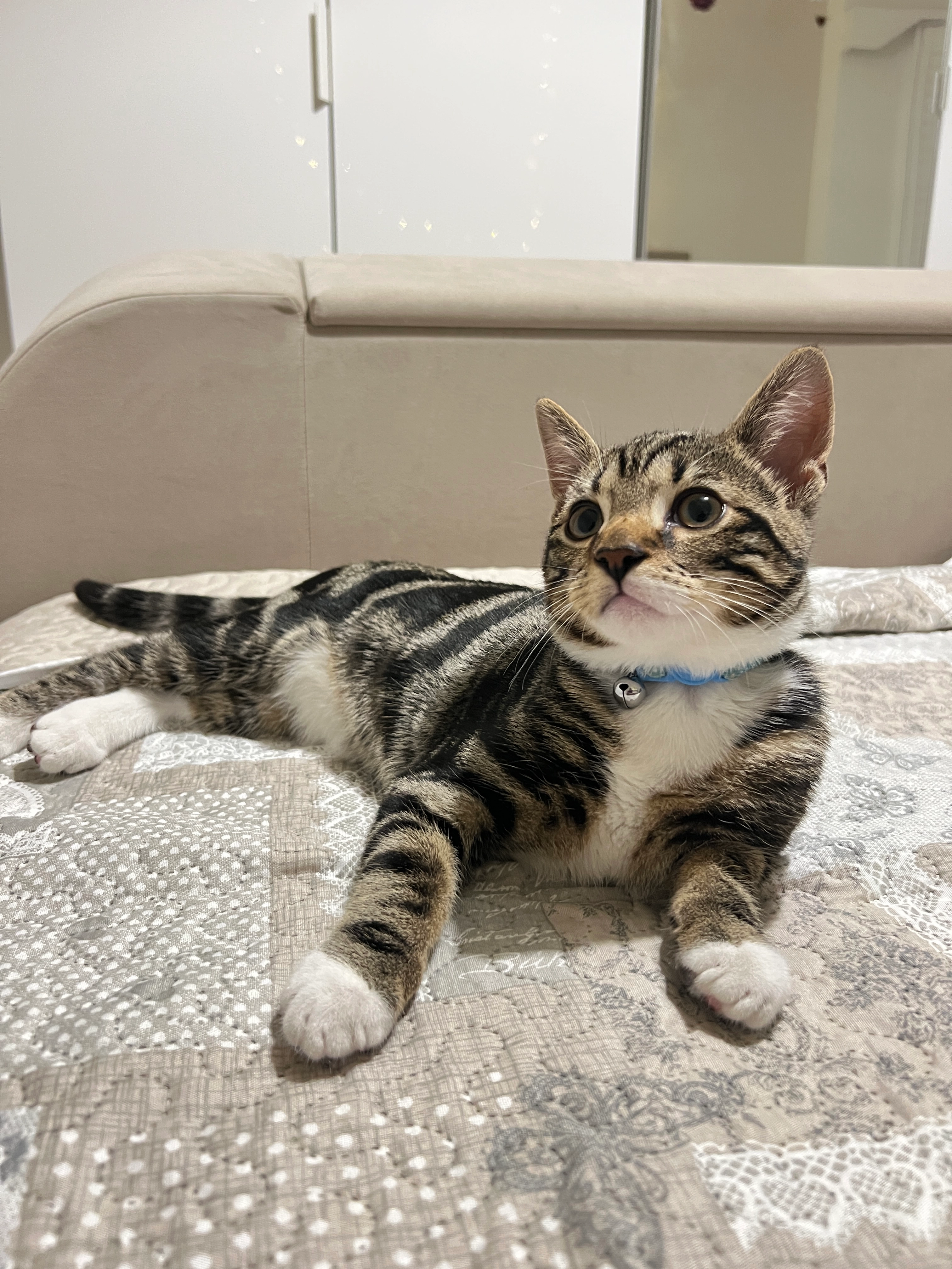 Rolo - 22 Southview Drive, Worthing