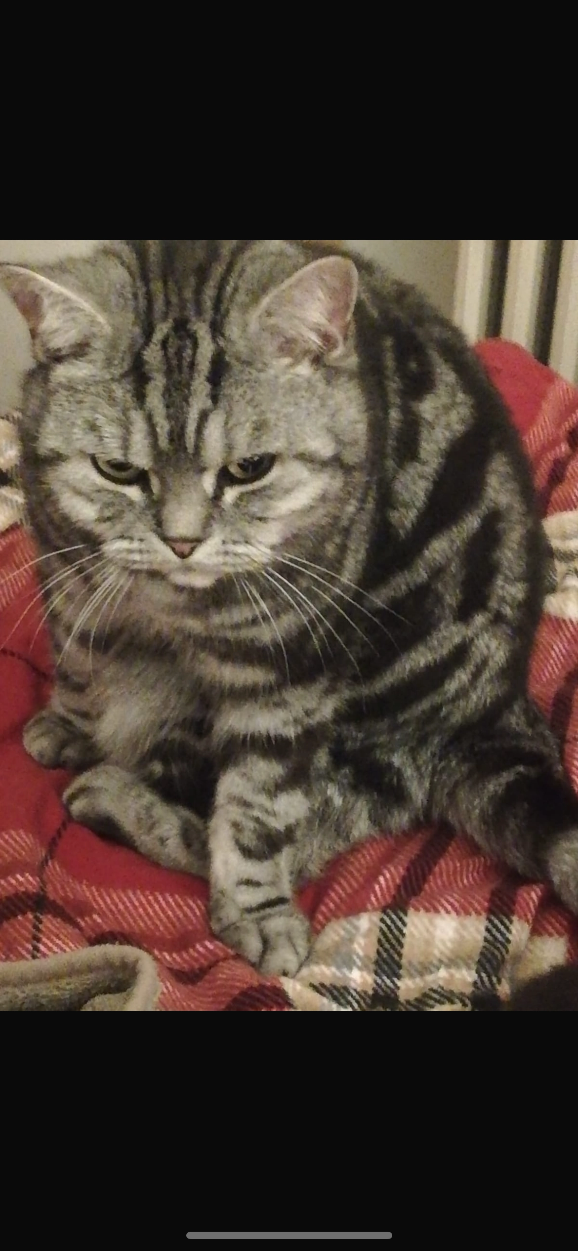 Sammy - Gierolstraße, Bonn