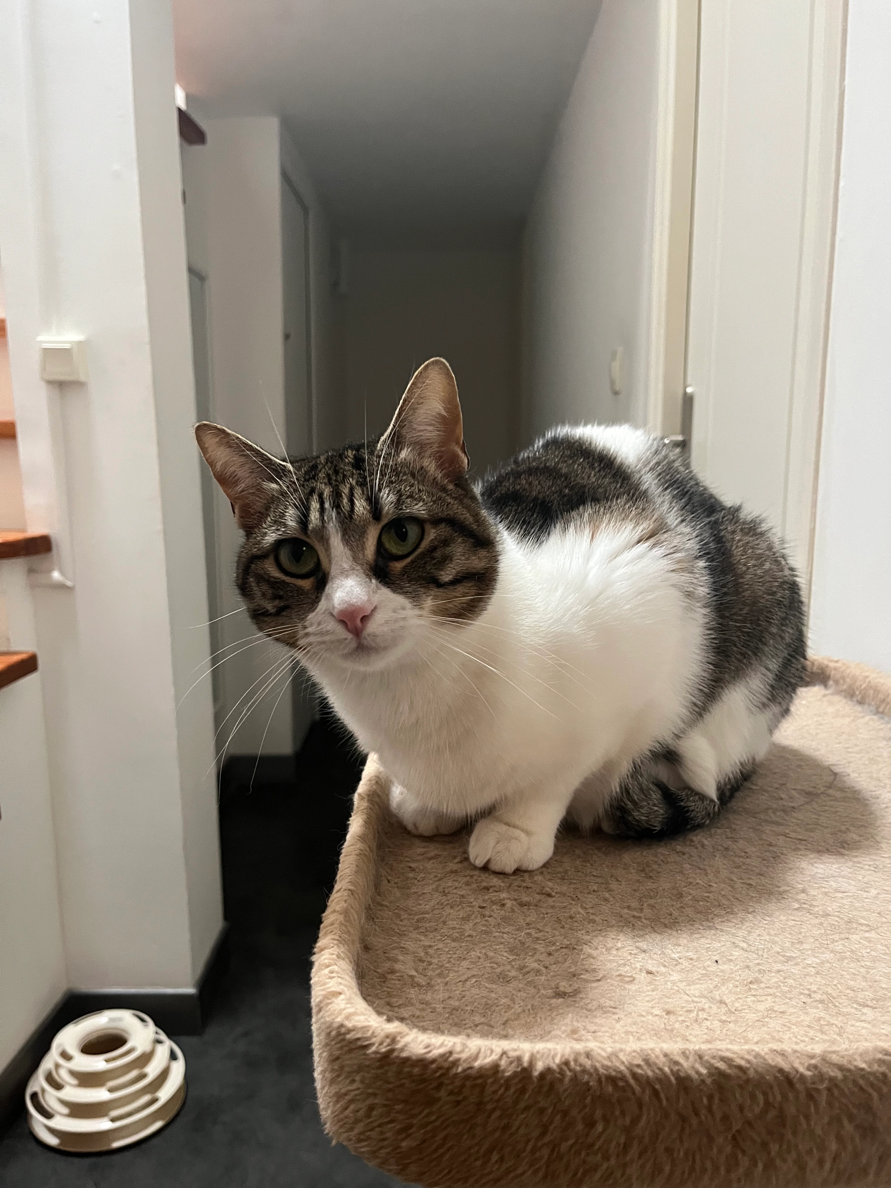 Yllka - Avenue De La République, La Calmette