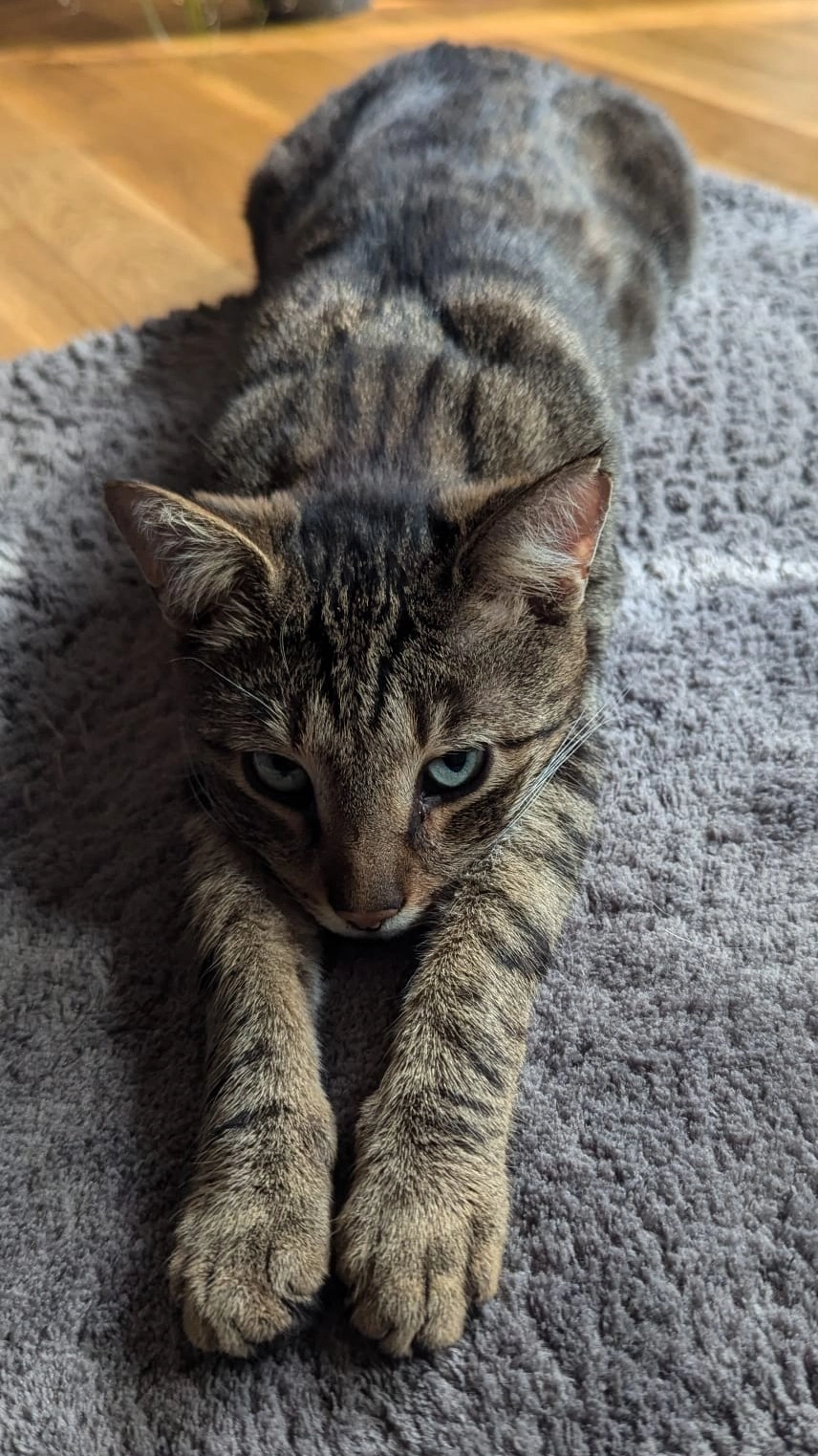 Simba - Jesse-Owens-Ring 4e Elstal Wustermark , Dallgow-Döberitz