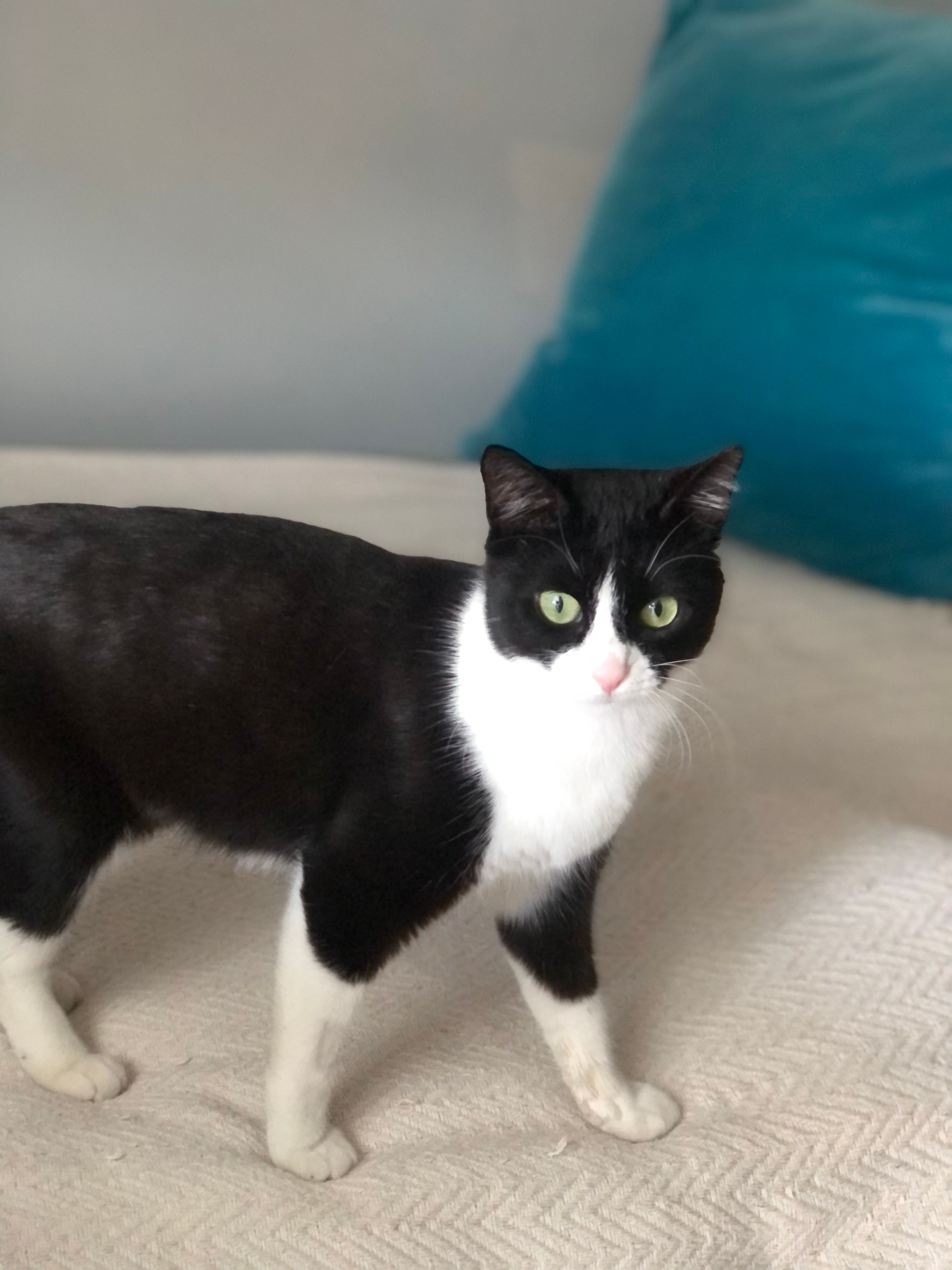 Mysti - Ευαγγελίστριας, Kallithea