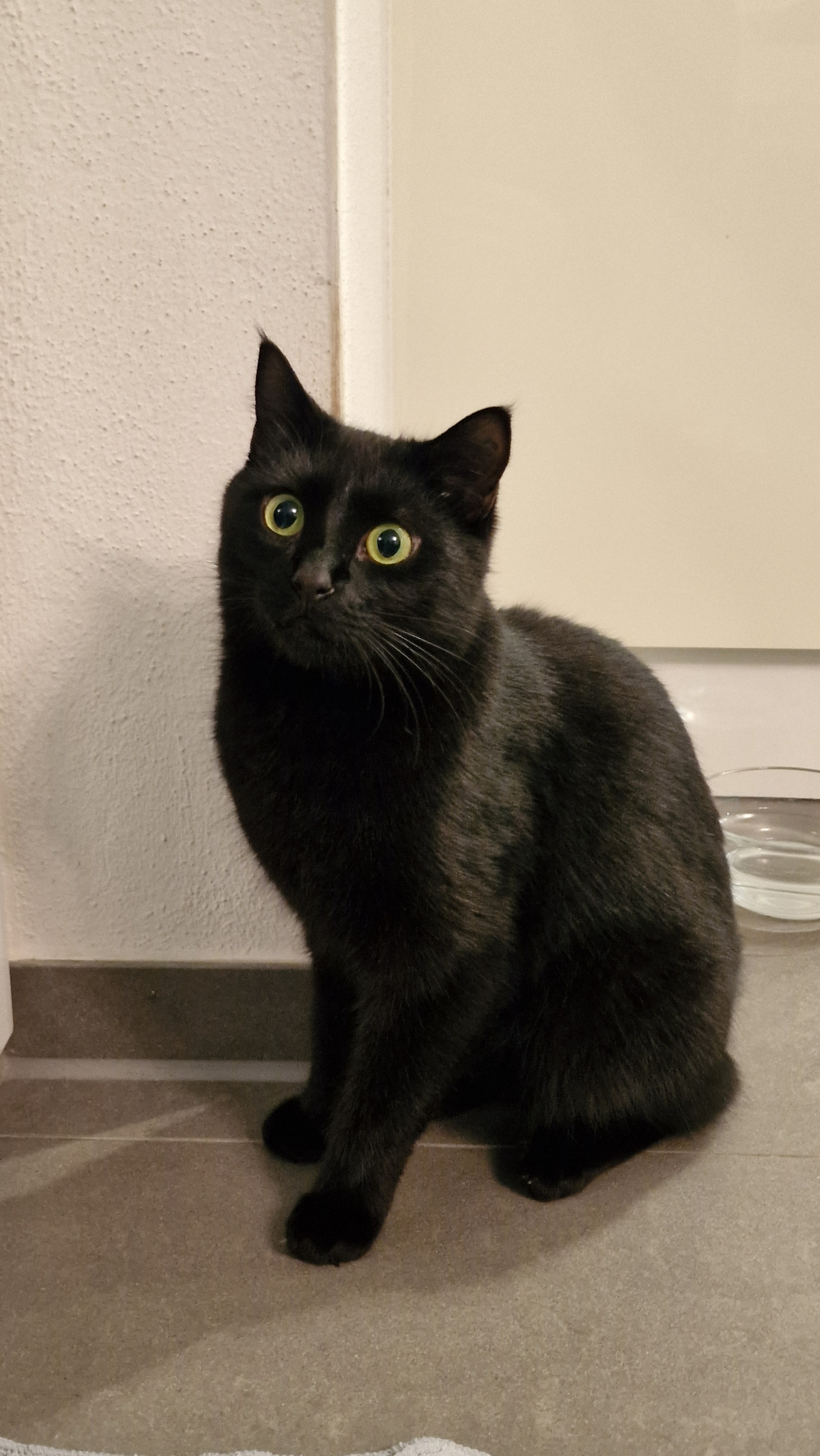 Kater Sammy - Brunnenwiese, Aindling