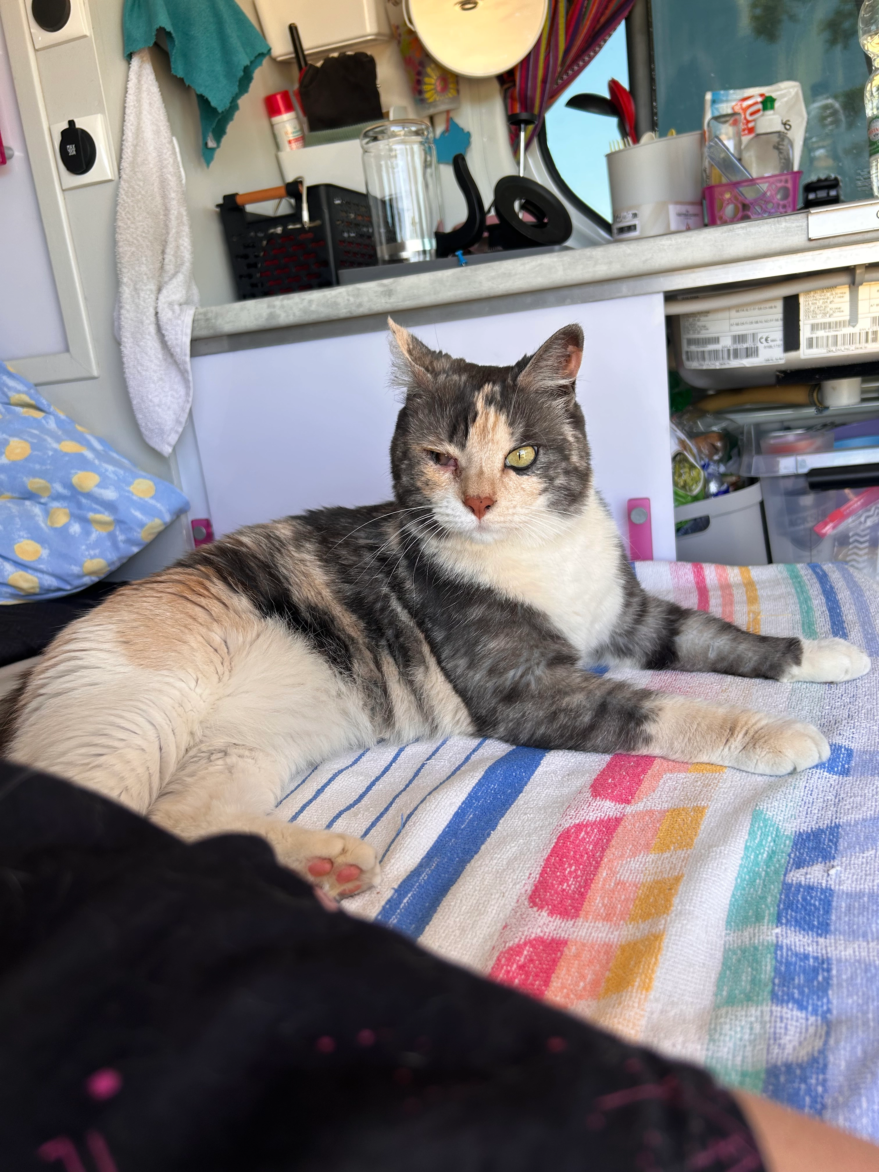 Sauterelle  - Rue De Lyon, Moulins