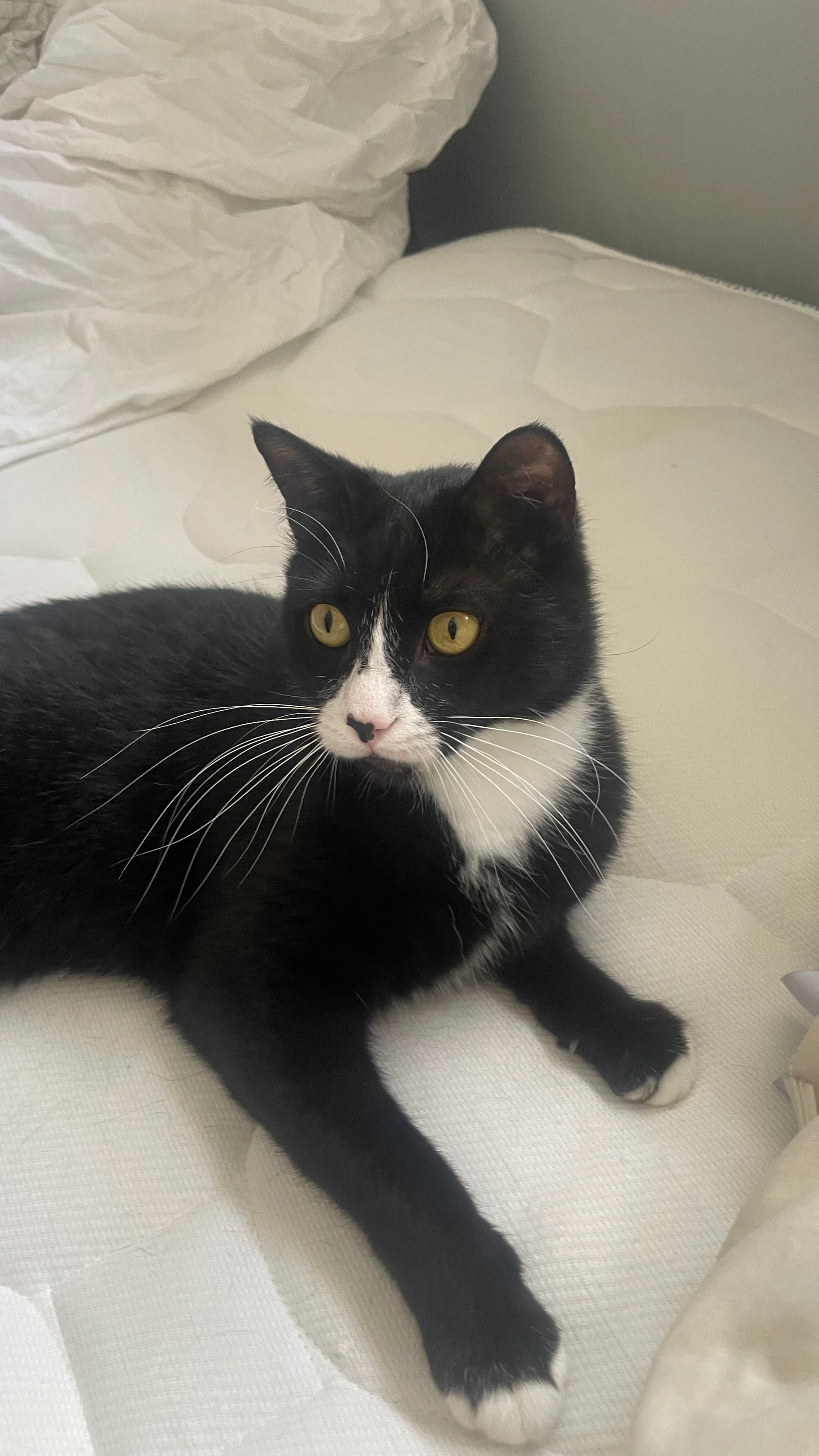 Elyo - Rue De Landipré, Trieux