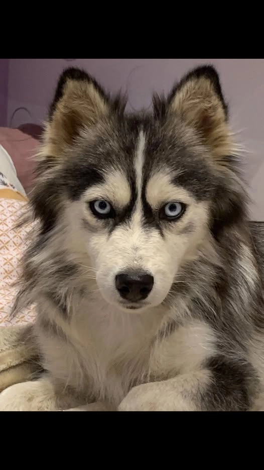 WINTER  - Route de Castres, Puylaurens