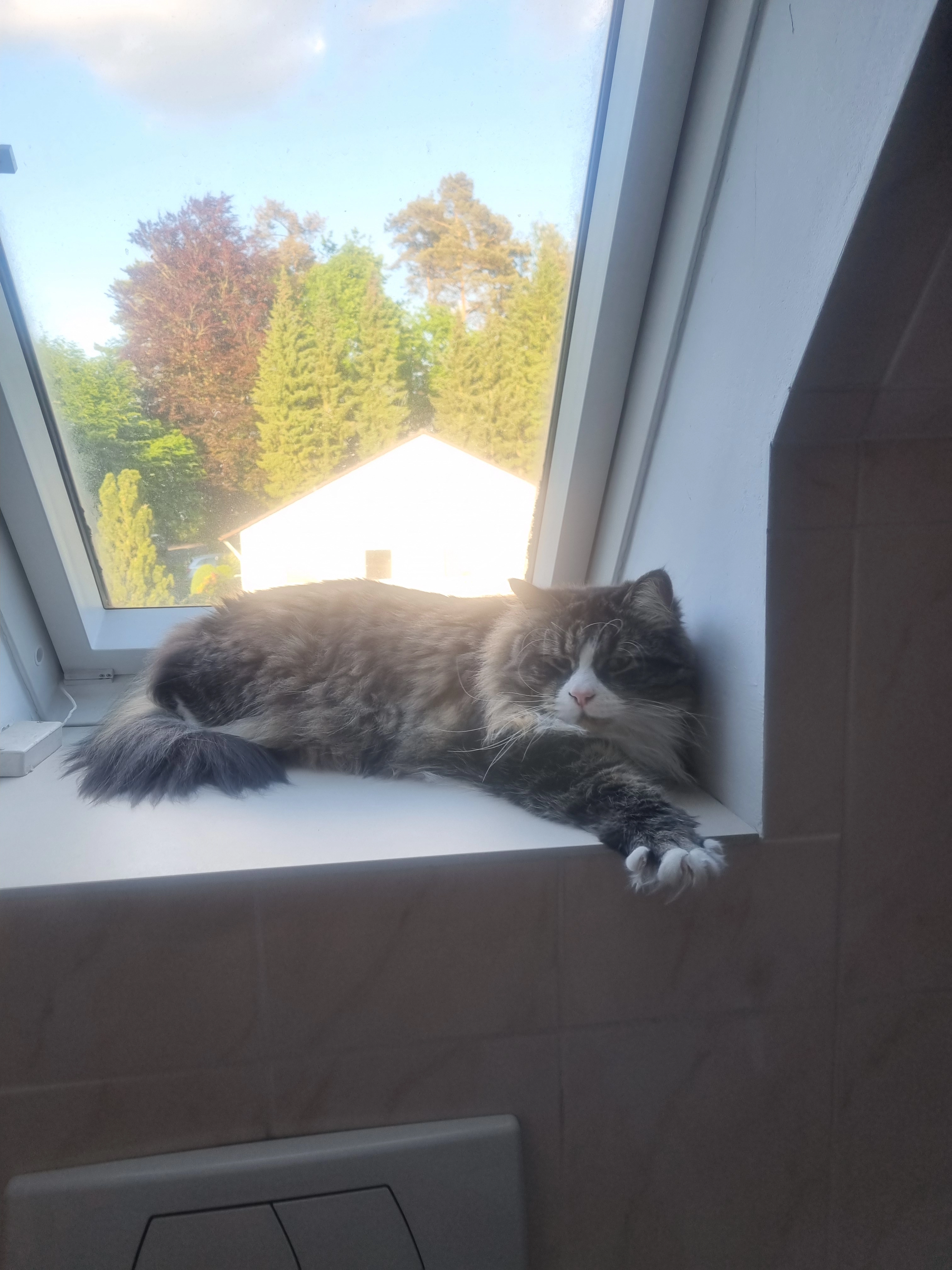 Alwin - Buchholzberg, Celle