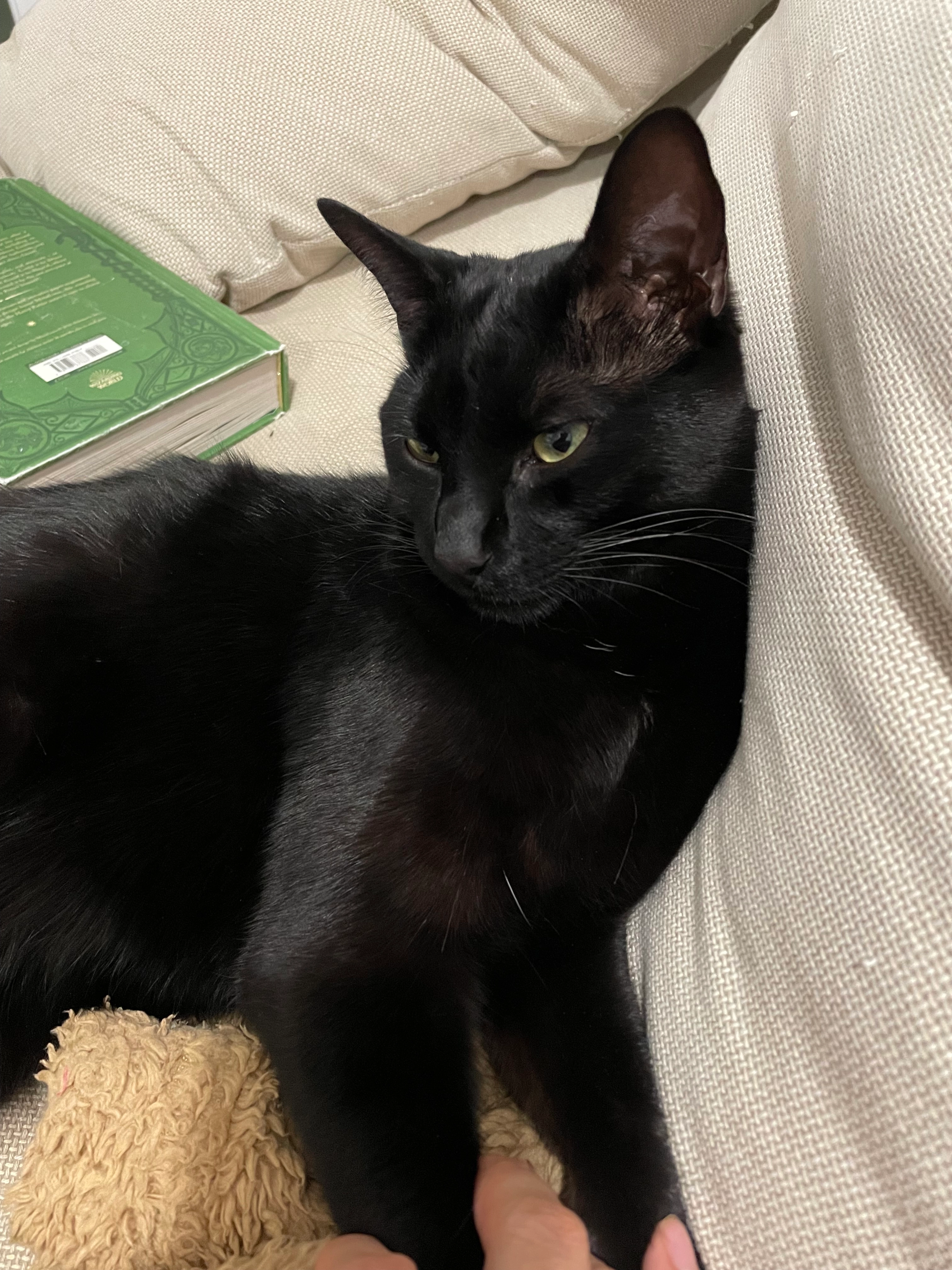 Zelda - Boulevard Auguste Priou, Vertou