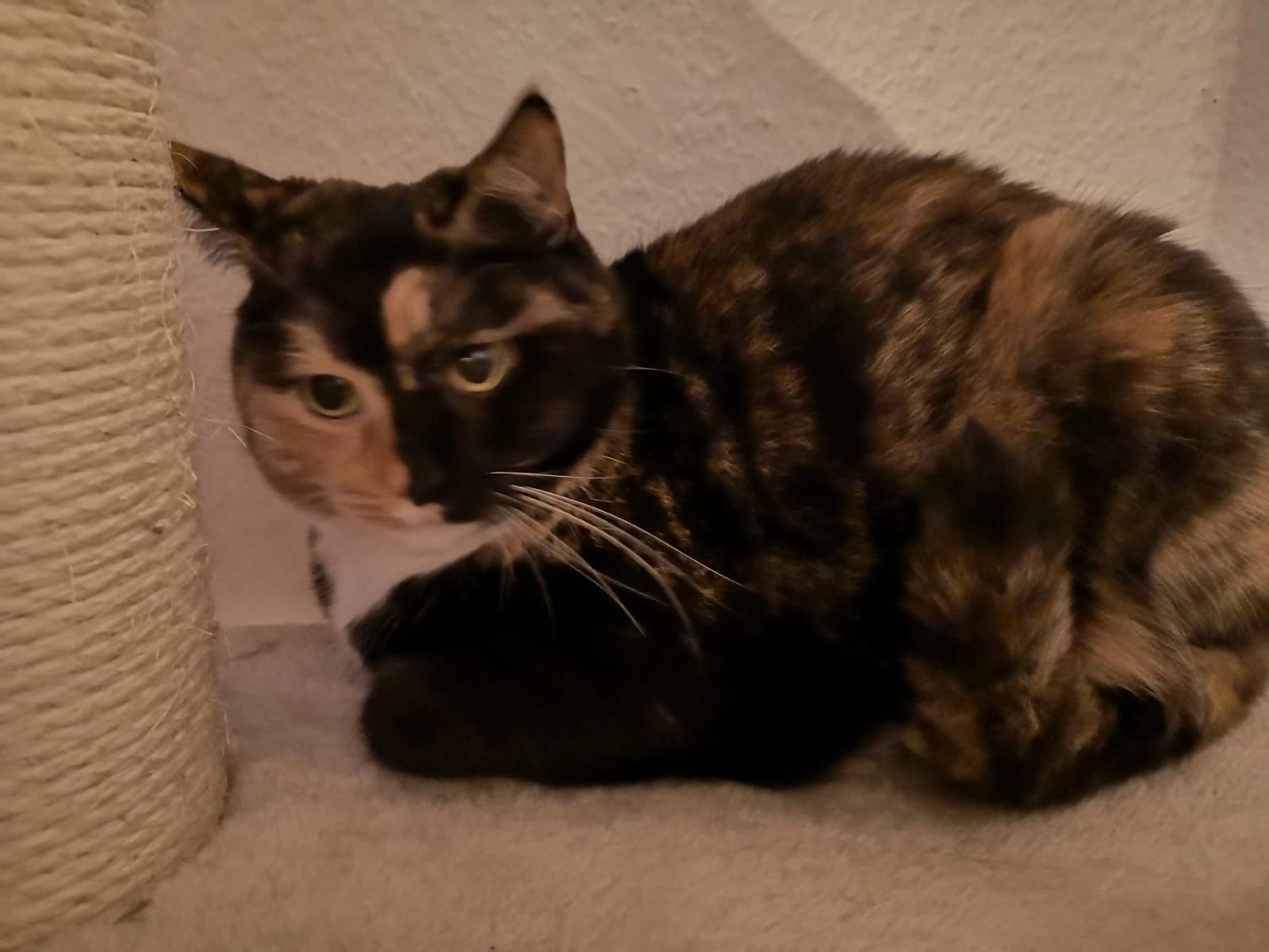 Videl - Kantstraße 71, Cottbus