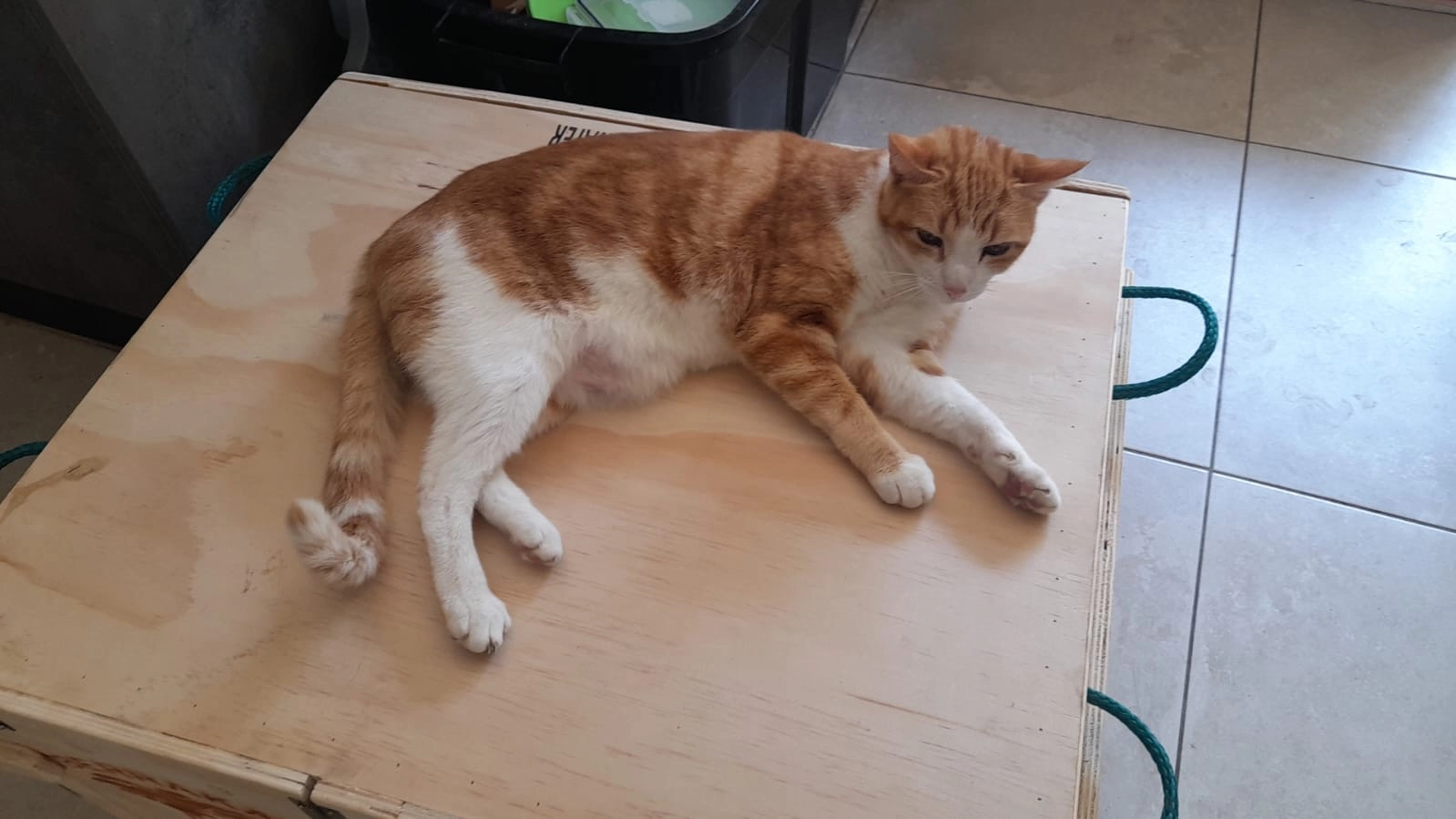 Ginger - Rua Do Alecrim, Pussos