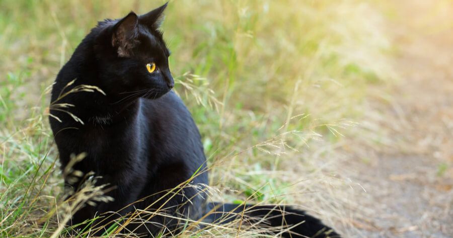 Blacky - Schierhorner Weg, Jesteburg