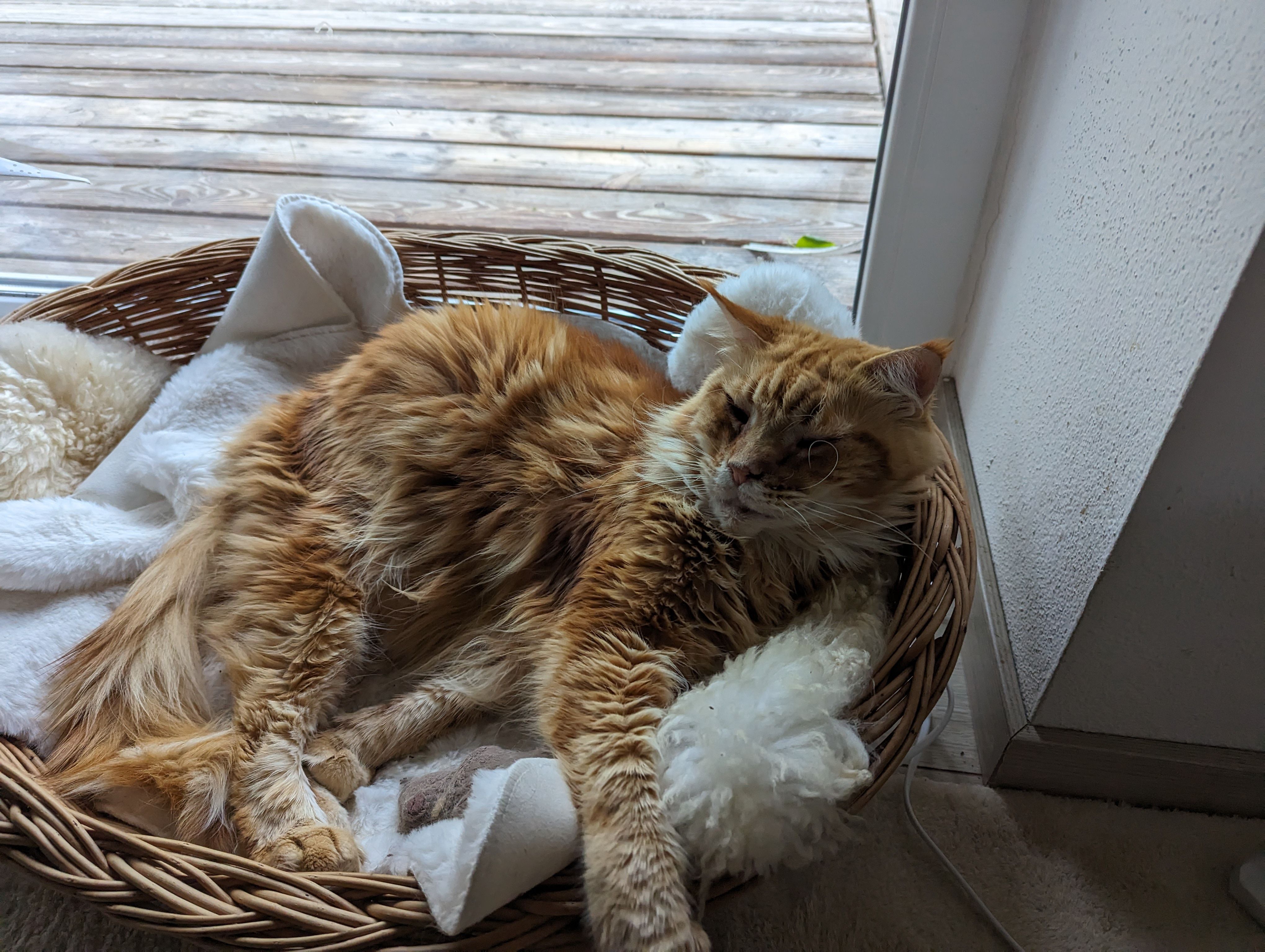 Simba - Bayerisch Haibach, Passau