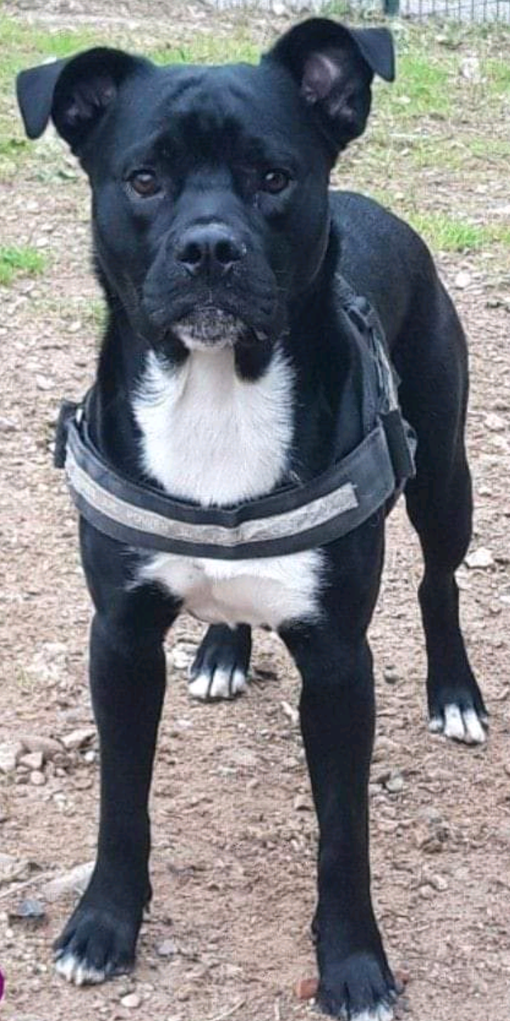 Aslak  - Chemin du Plan d'Ariou, Tourrette-Levens