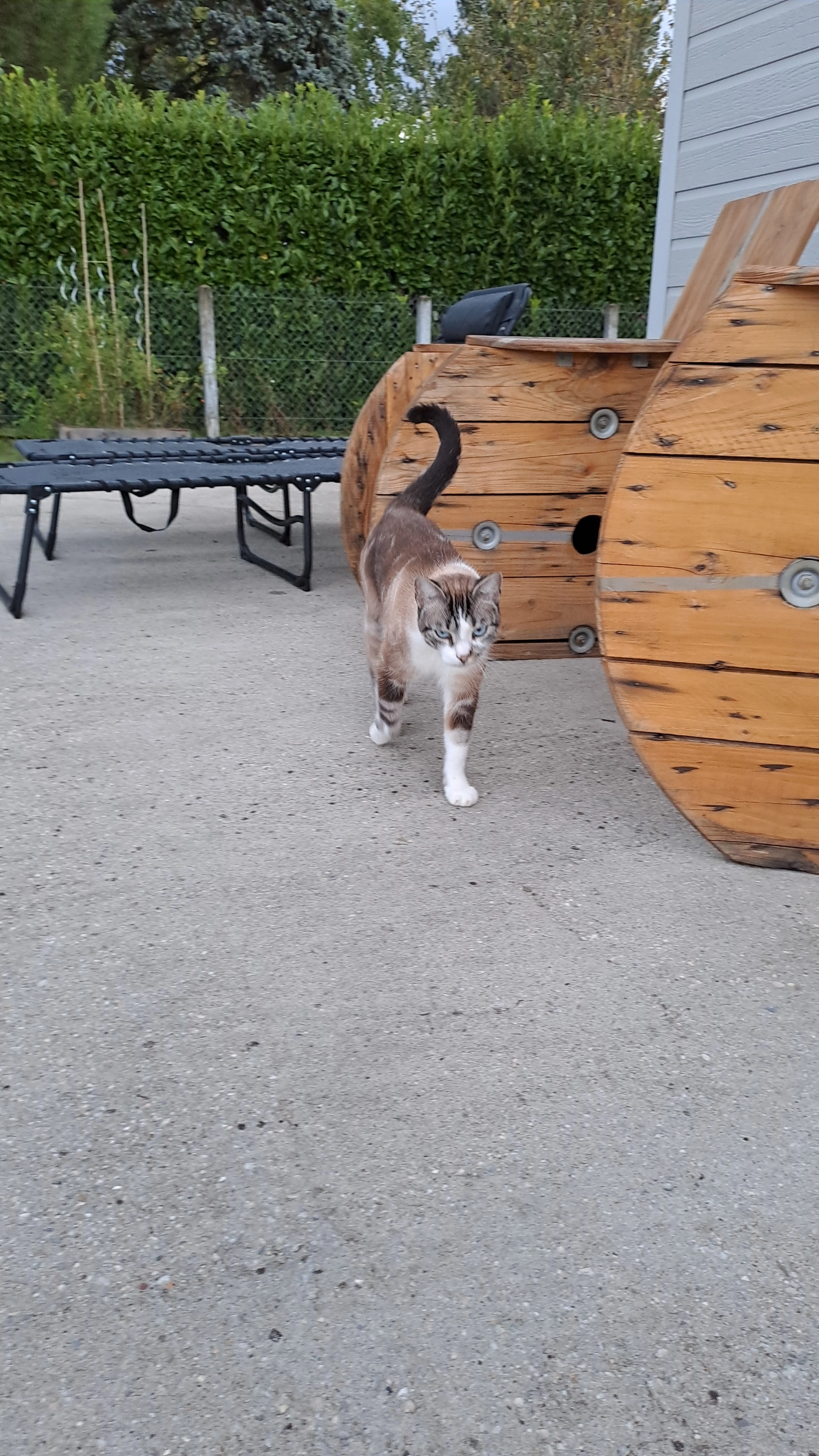 Ramsès  - Rue Du Mollard Bayet, Vézeronce-Curtin