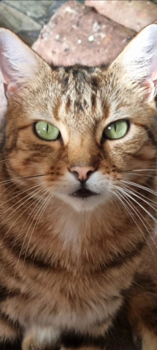 Bailey - Cork Road, Fermoy