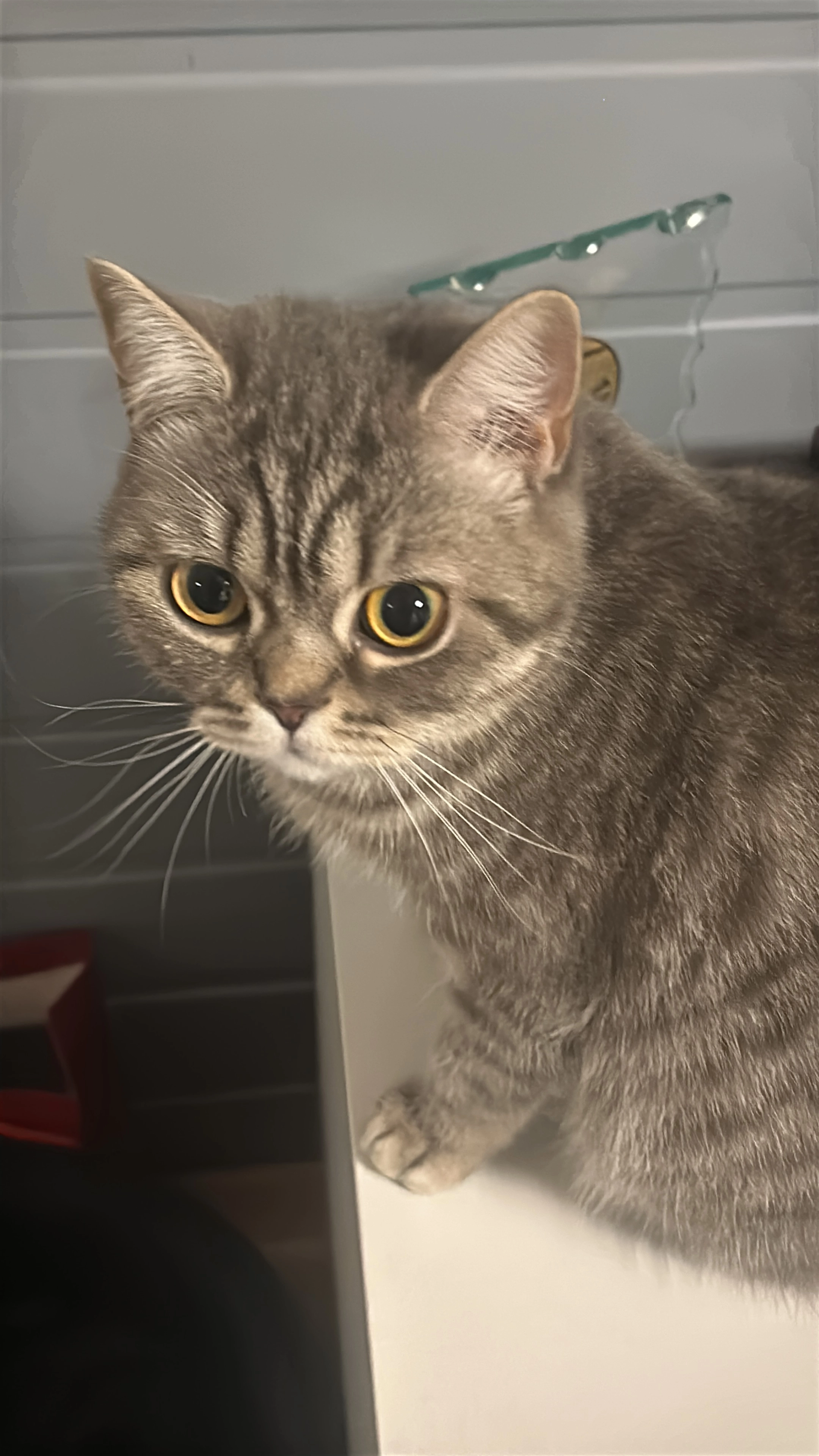 Luna - Niederhofheimer Straße, Hofheim am Taunus