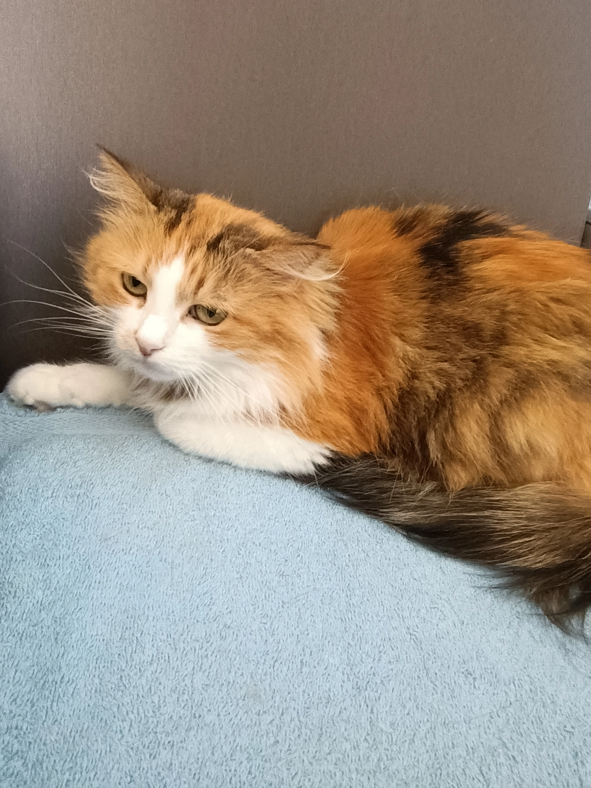 Paprika - Rue de Londres, Sainte-Luce-sur-Loire