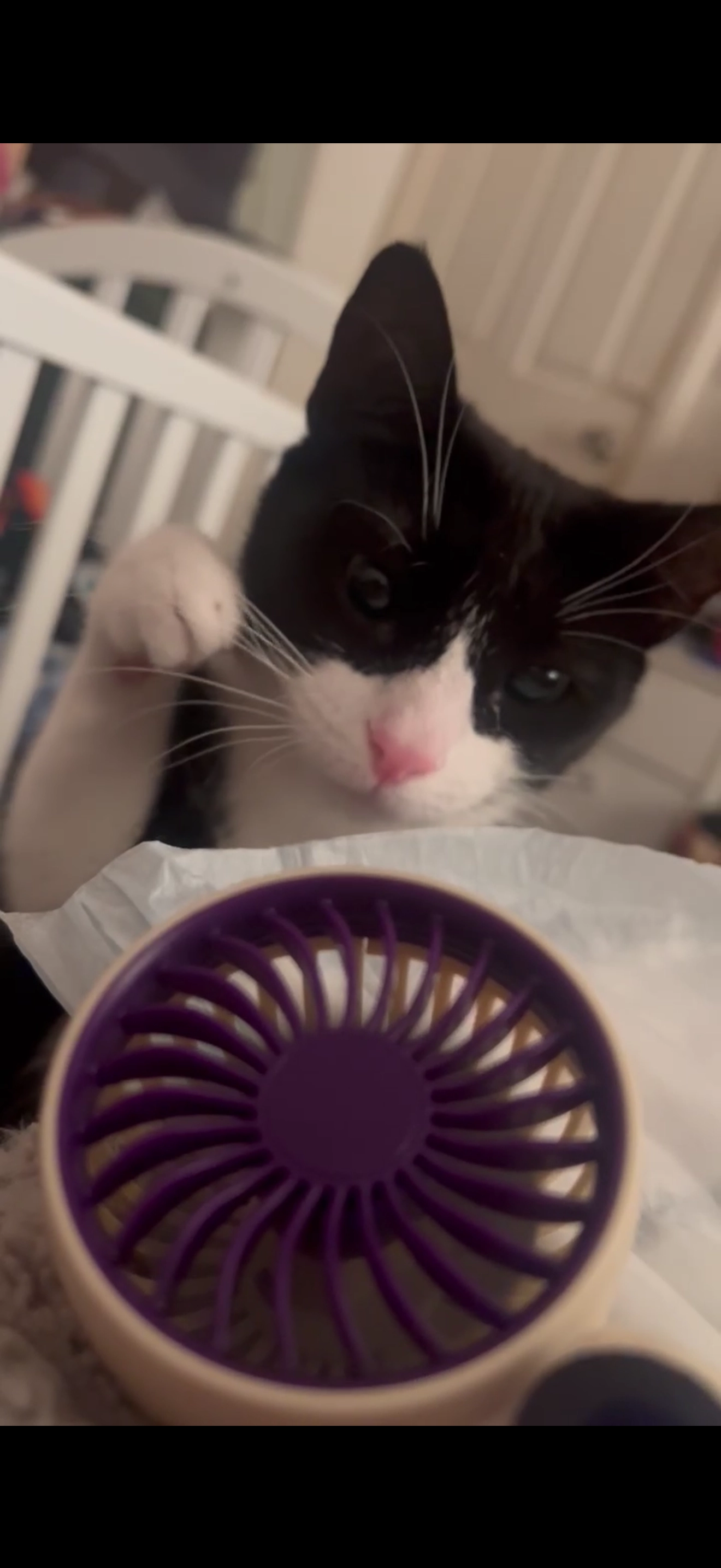 Pupse  - NR6 6, Norwich