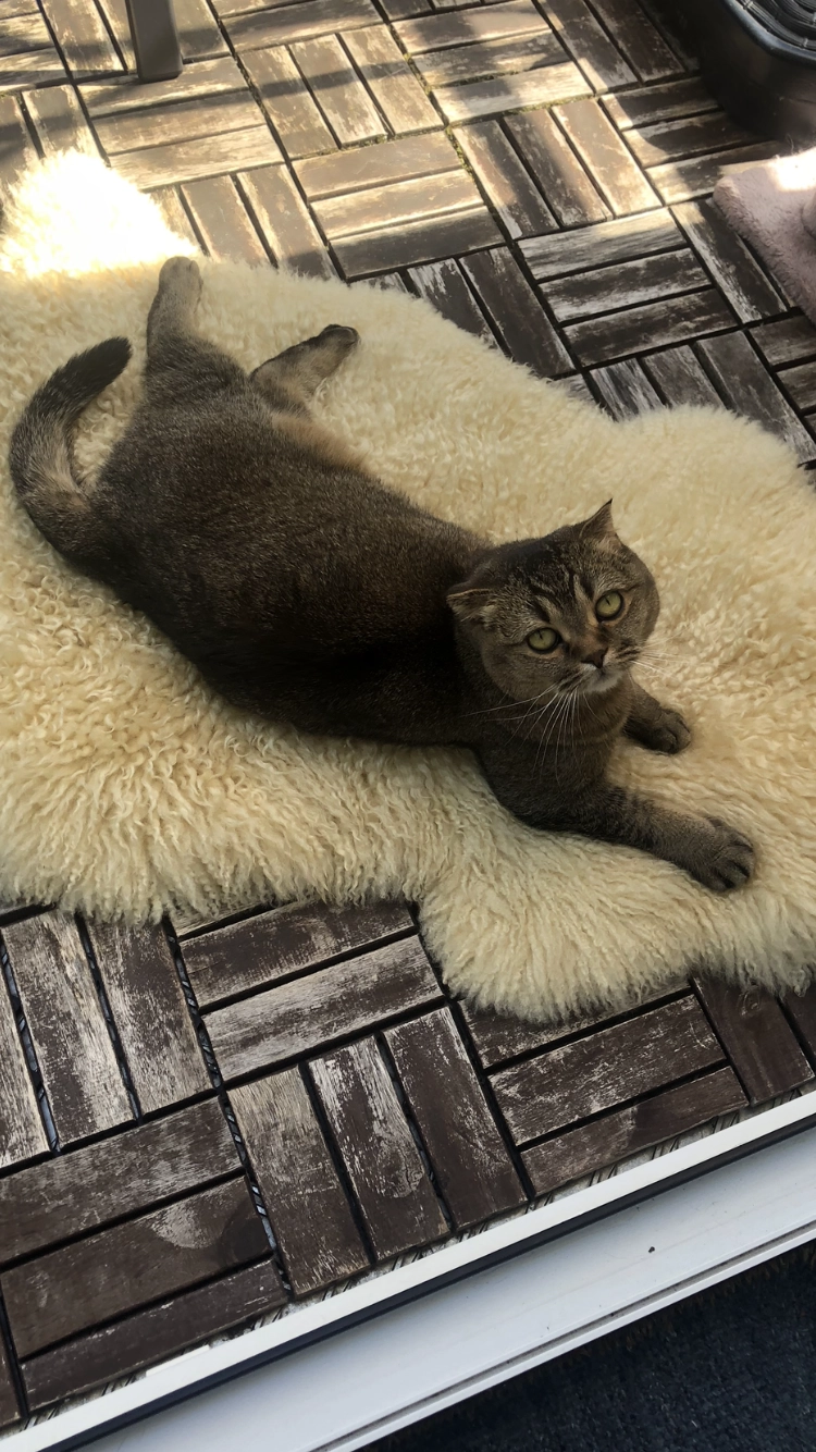 Lilli - 90613, Großhabersdorf