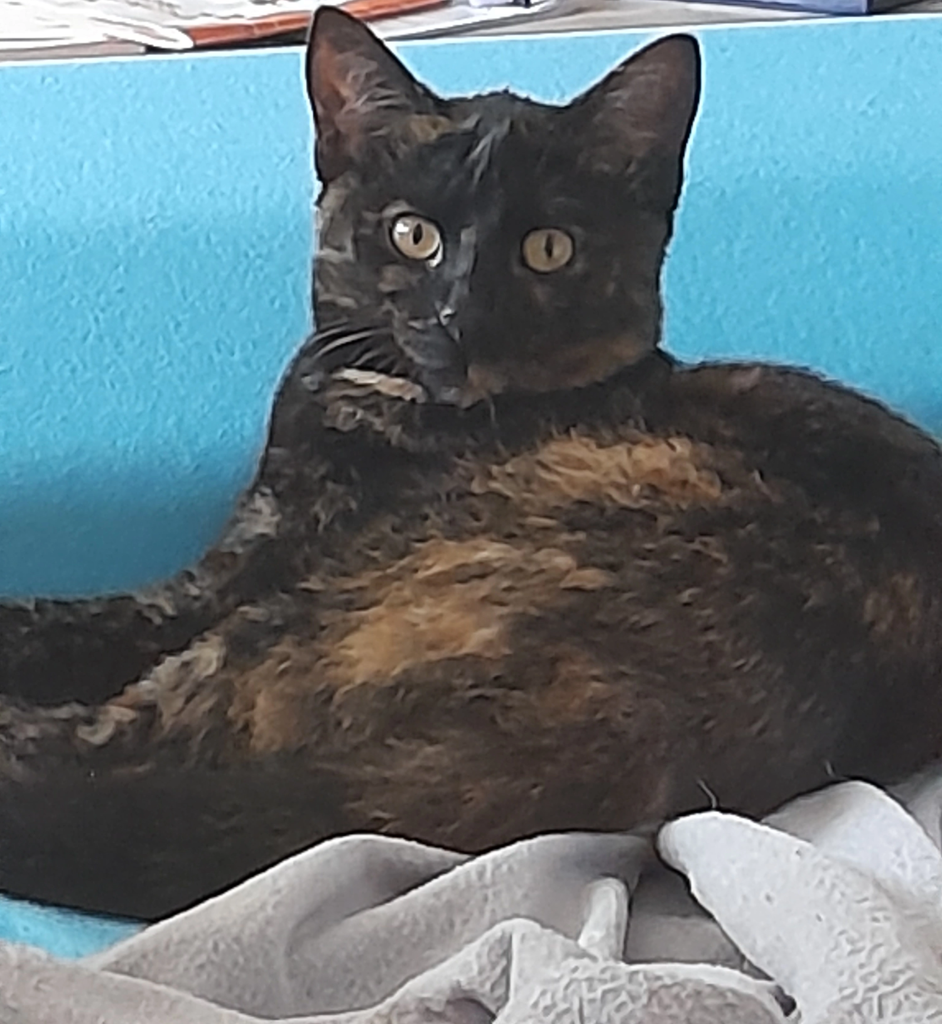 Çiko - Schumacherstraße, Salzburg