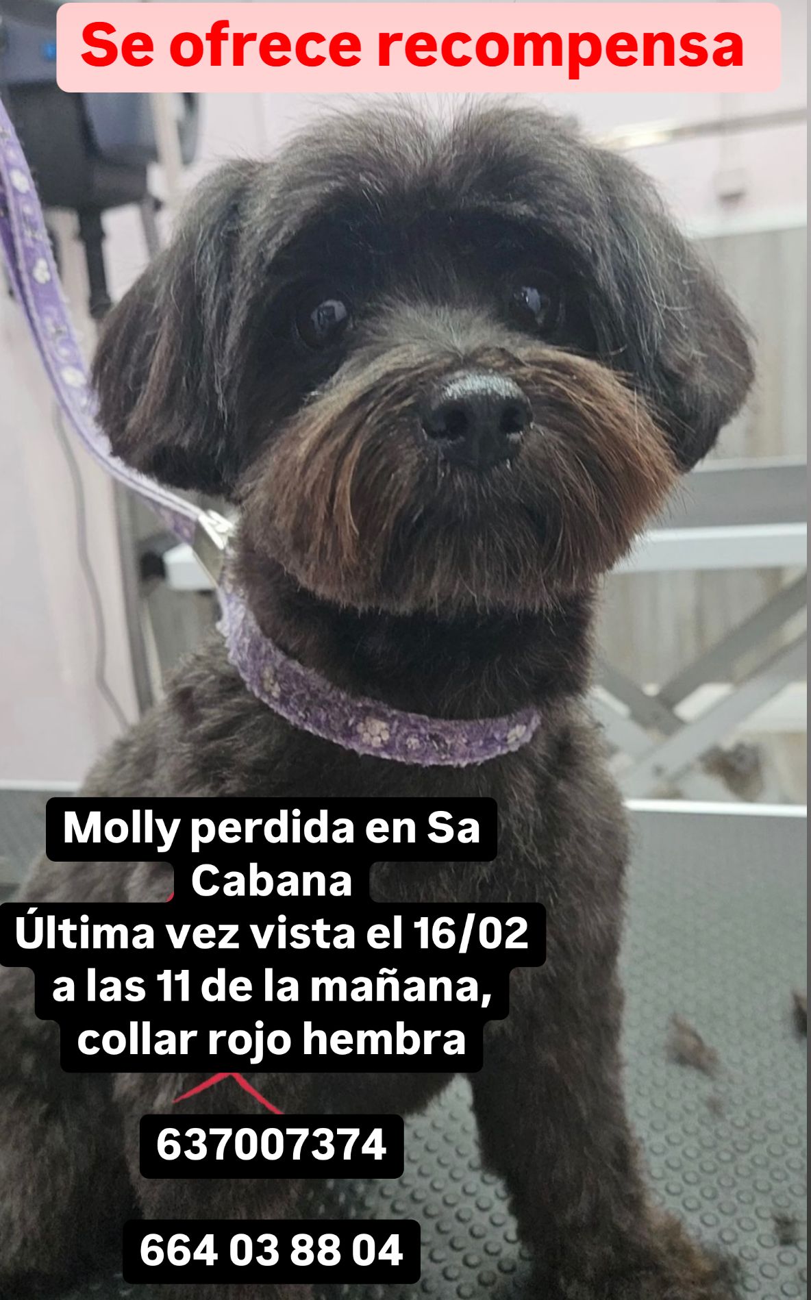 Molly  - Cl Guatlera -Urb.Sa Cabana-, Marratxí