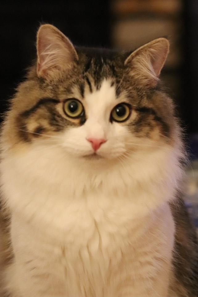 Miso - Ardnacassa Lawns, Dublin Road, Longford Town, Co. Longford