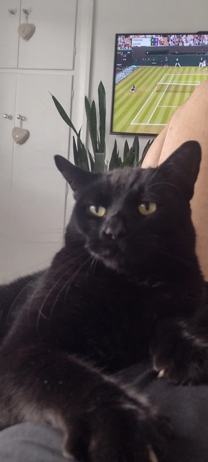 Frankie - Melville Avenue, Camberley