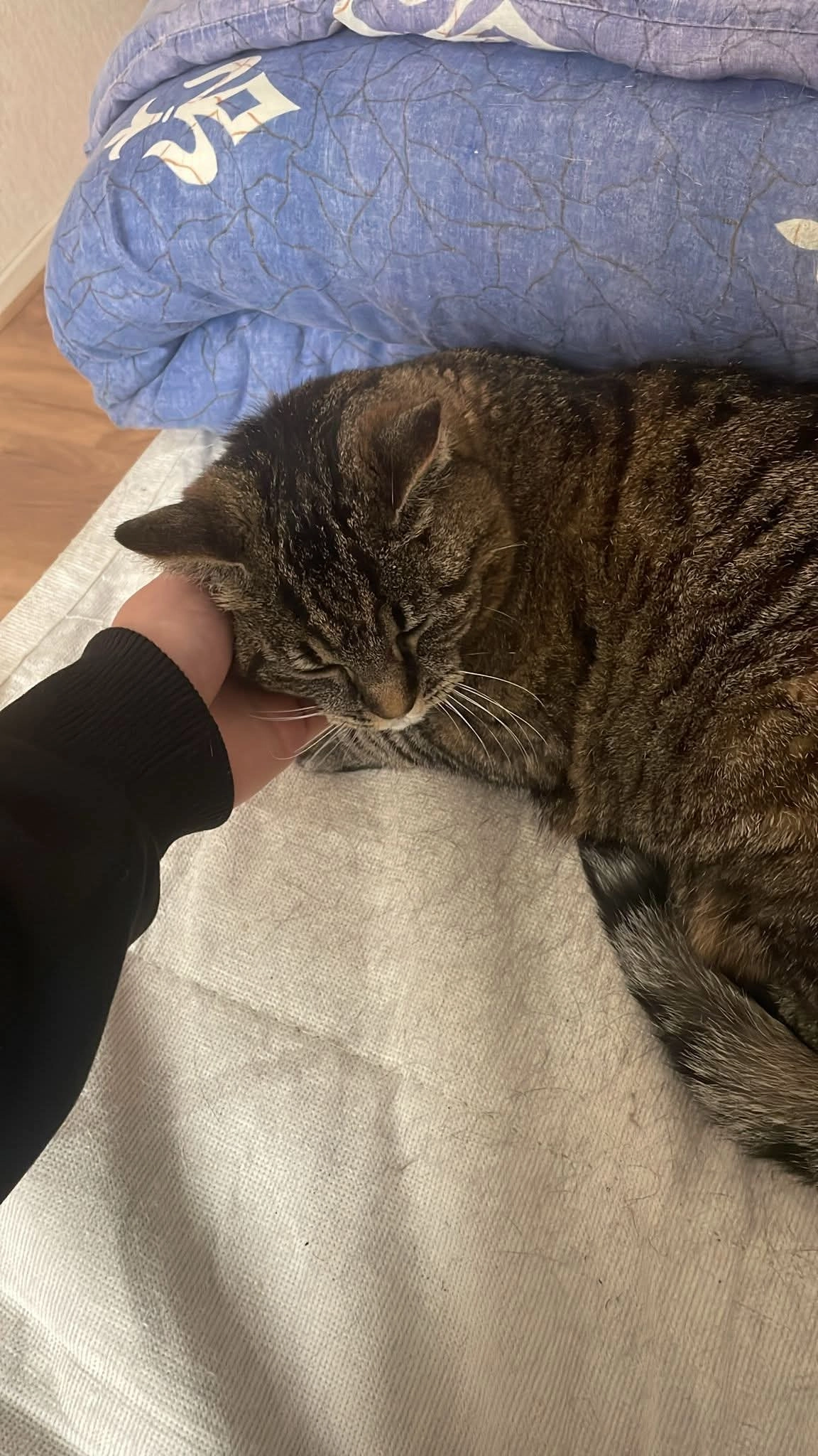 Chanel - Kriekepitte, Kollum