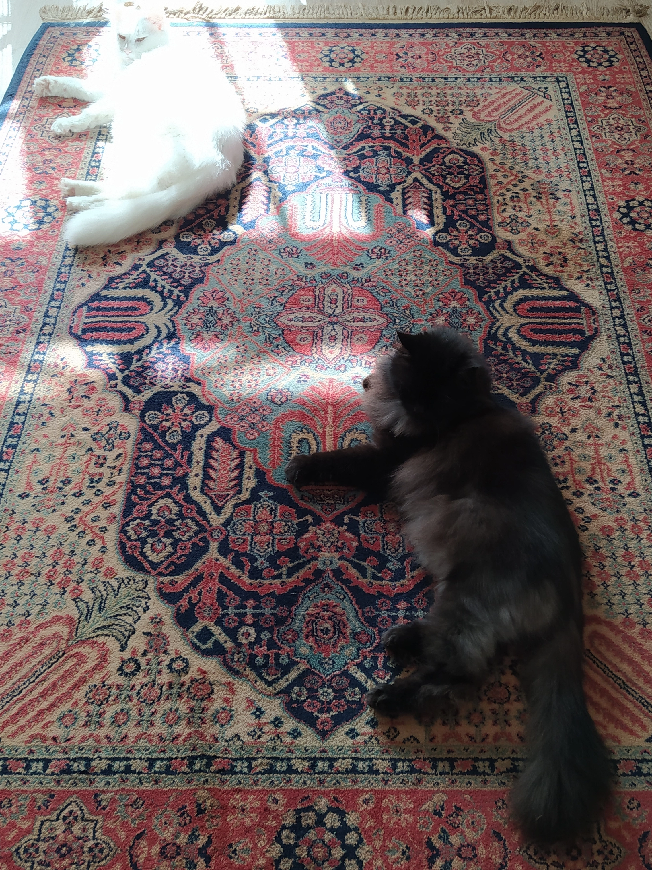 Gato - Plaza de Juan de Lima, Algeciras