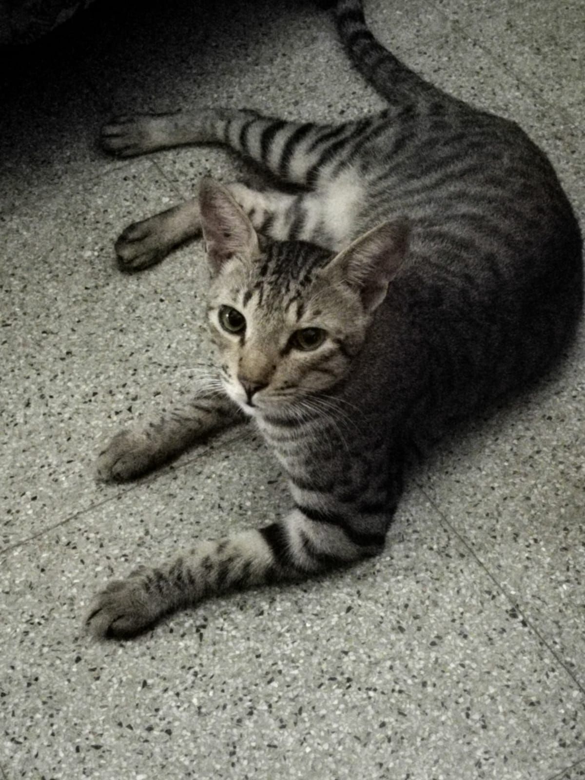 Sunny - Ayodhya Nagar Road, New Subhedar Layout