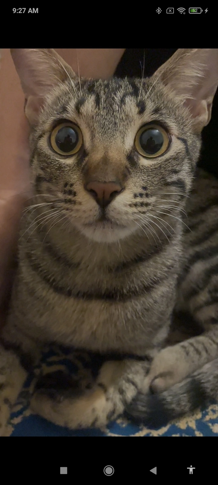 Rasa - Street 13, Chhatarpur