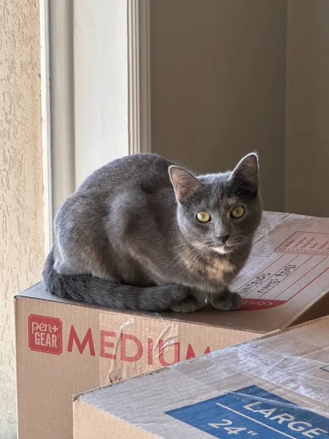 Calliope - East Chandler Drive, Salt Lake City