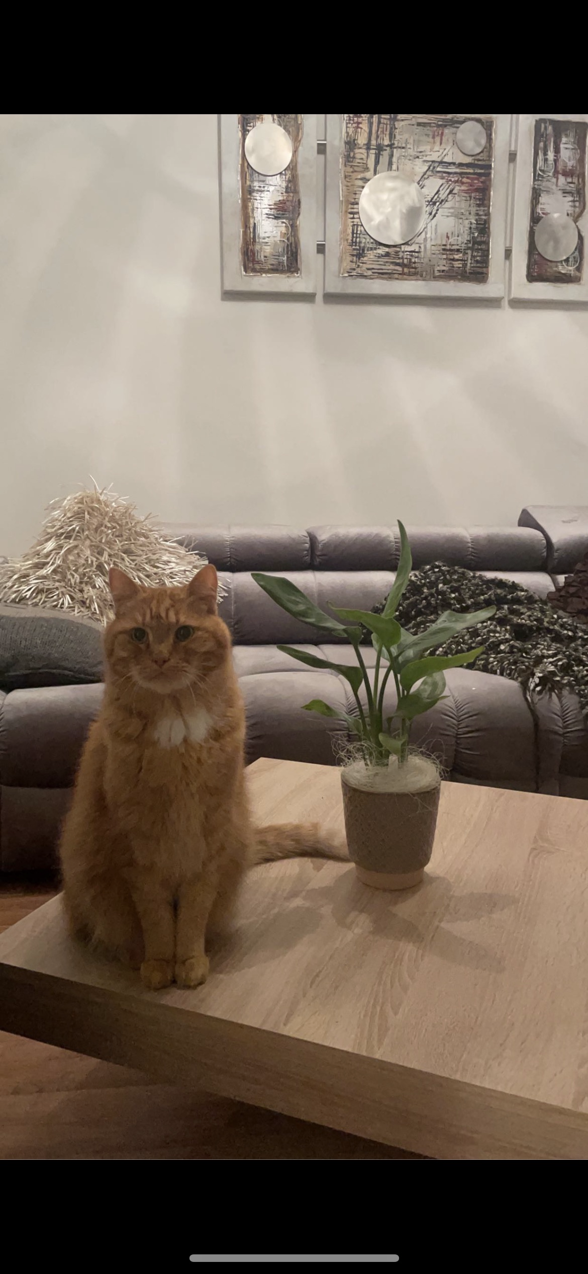 Plätzchen - Zum Stutenkerl, Osnabrück