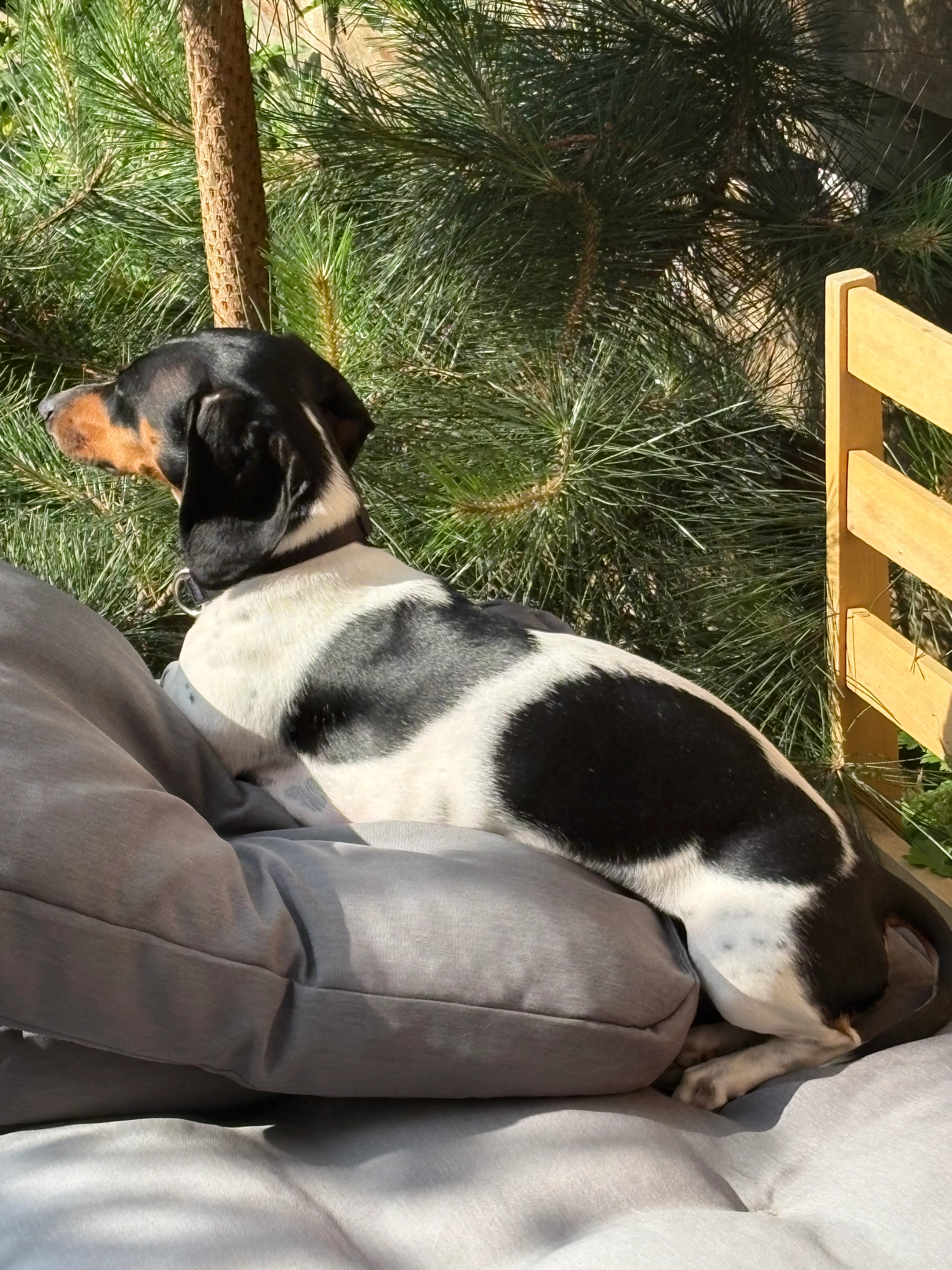 Sientje - Helderseweg, Alkmaar