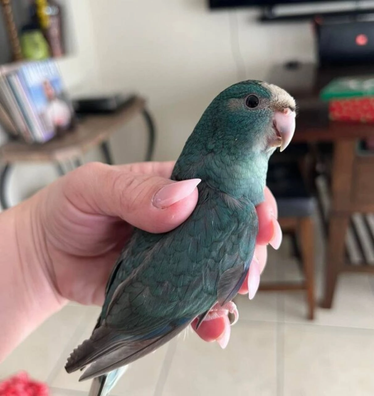 Julik - Jāņa Endzelīna iela, Rīga