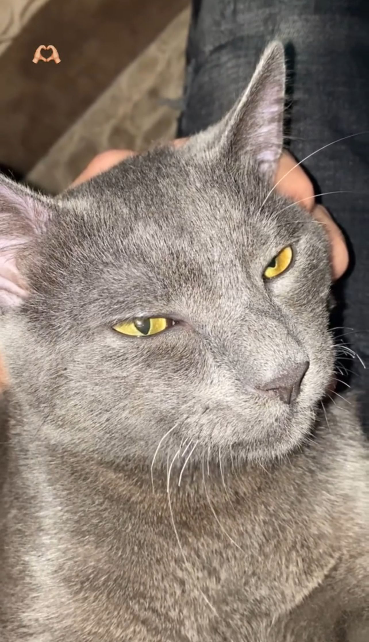 I Need Help Treating My Feline P - Eduard Lir, Prishtina