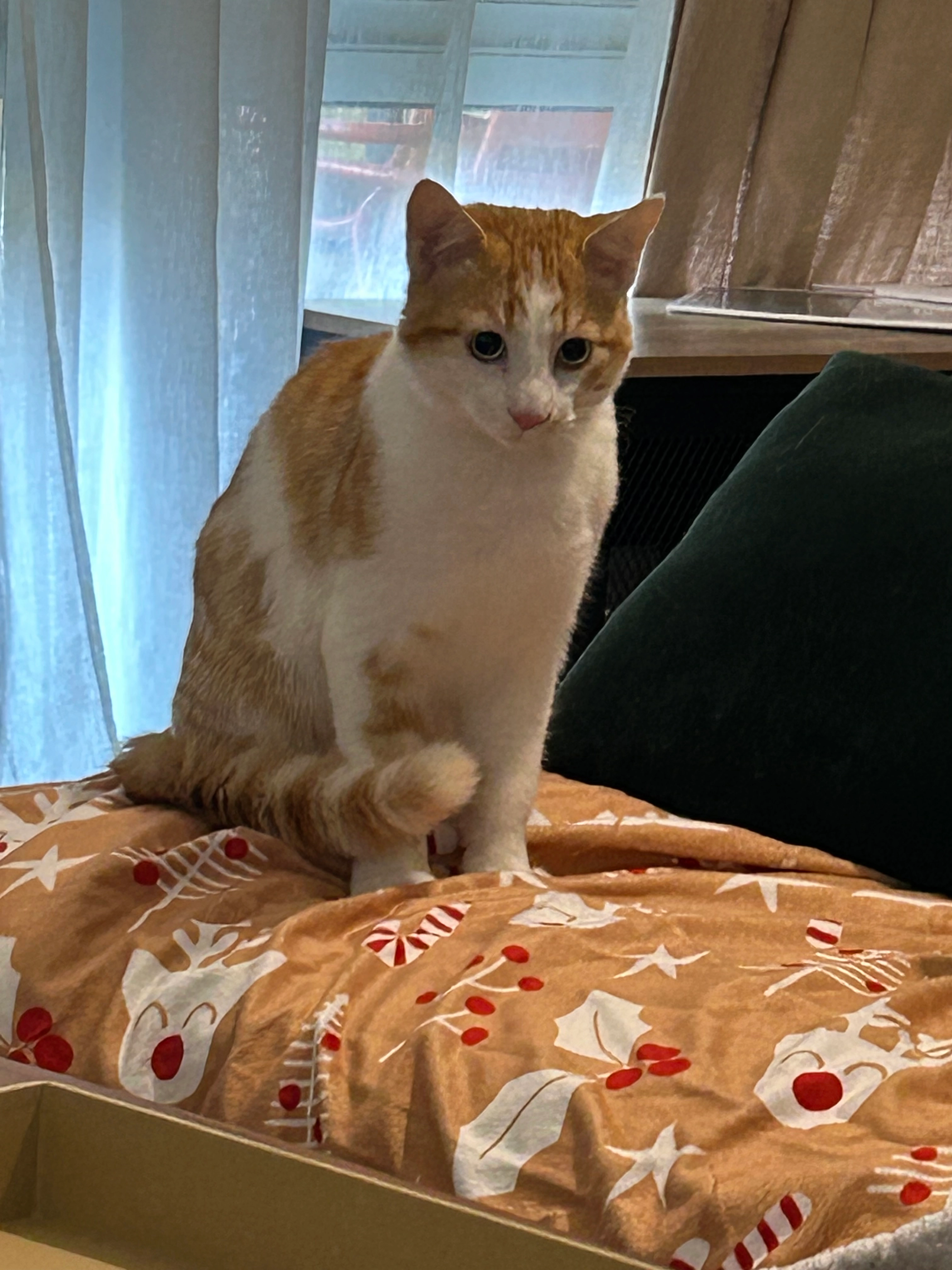 Blue - 6 Rue d'Isaac, Le Mans