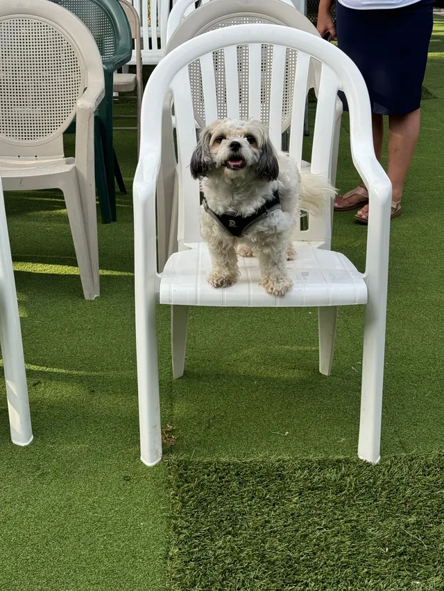 Honey - Park Lane, Palm Springs