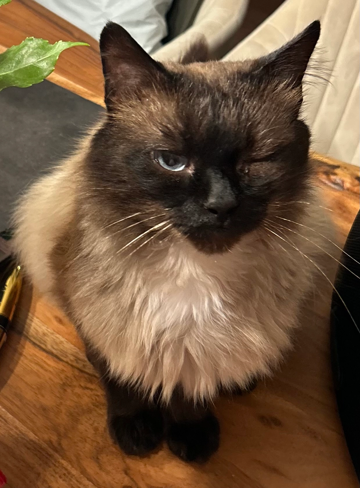 Missing Cat - Avenwedde, Gütersloh