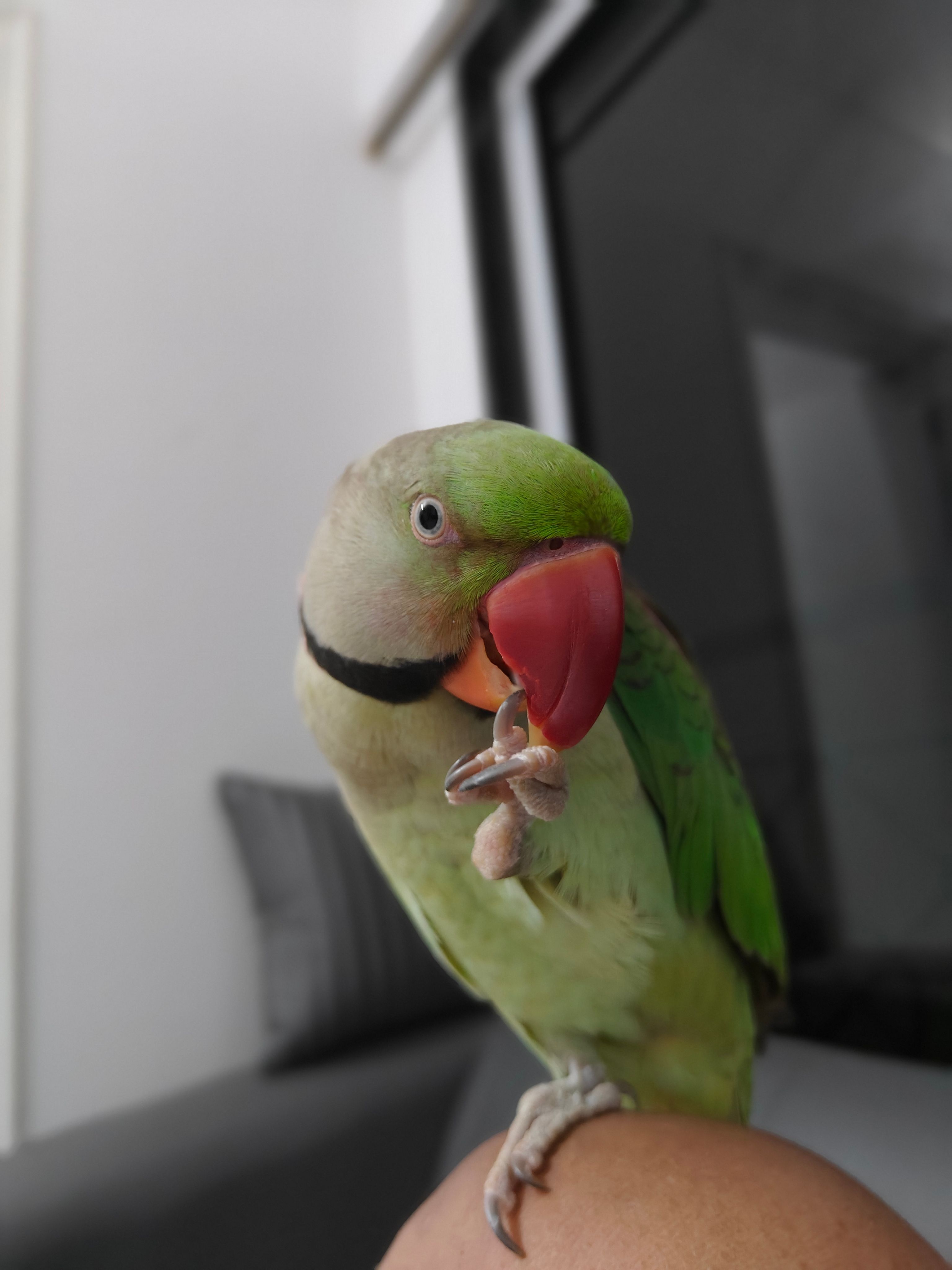 Vithu chotu chippi - Mahatma Gandhi Road, Mumbai