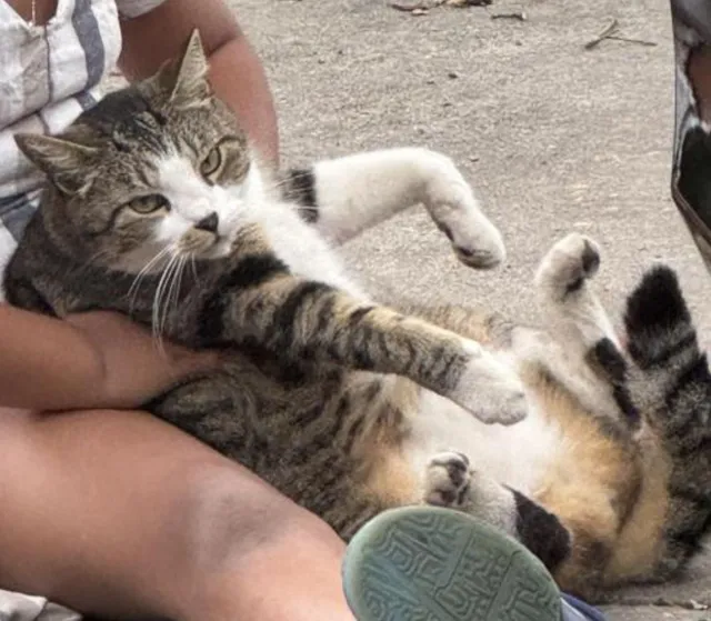 Mr kitty - 1805 NE 30th St, Ocala