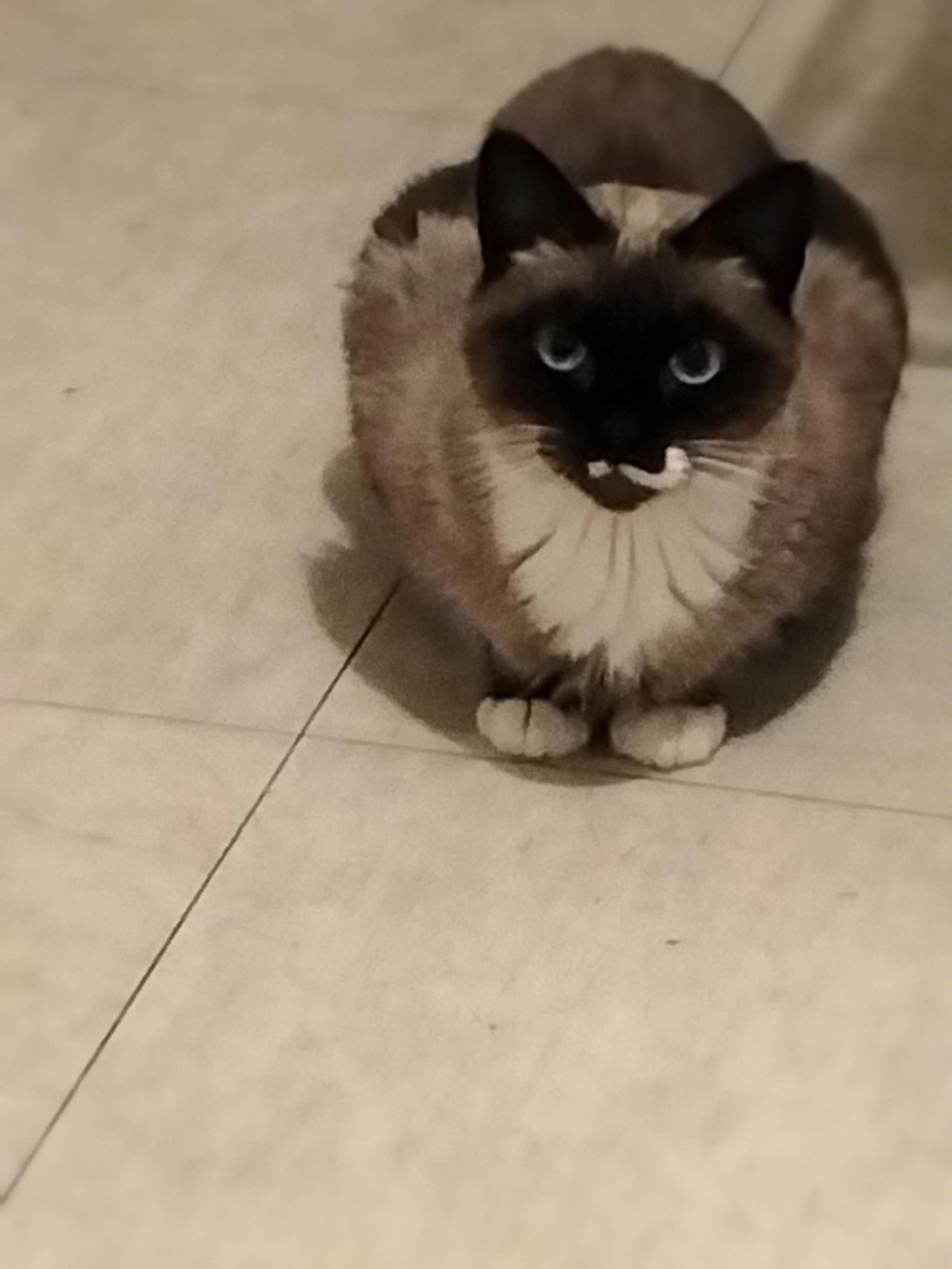 Bastet  - Rue Barbaroux, La Rochelle