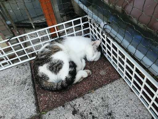 Fussel  - Paul-Gerhardt-Weg, Konstanz