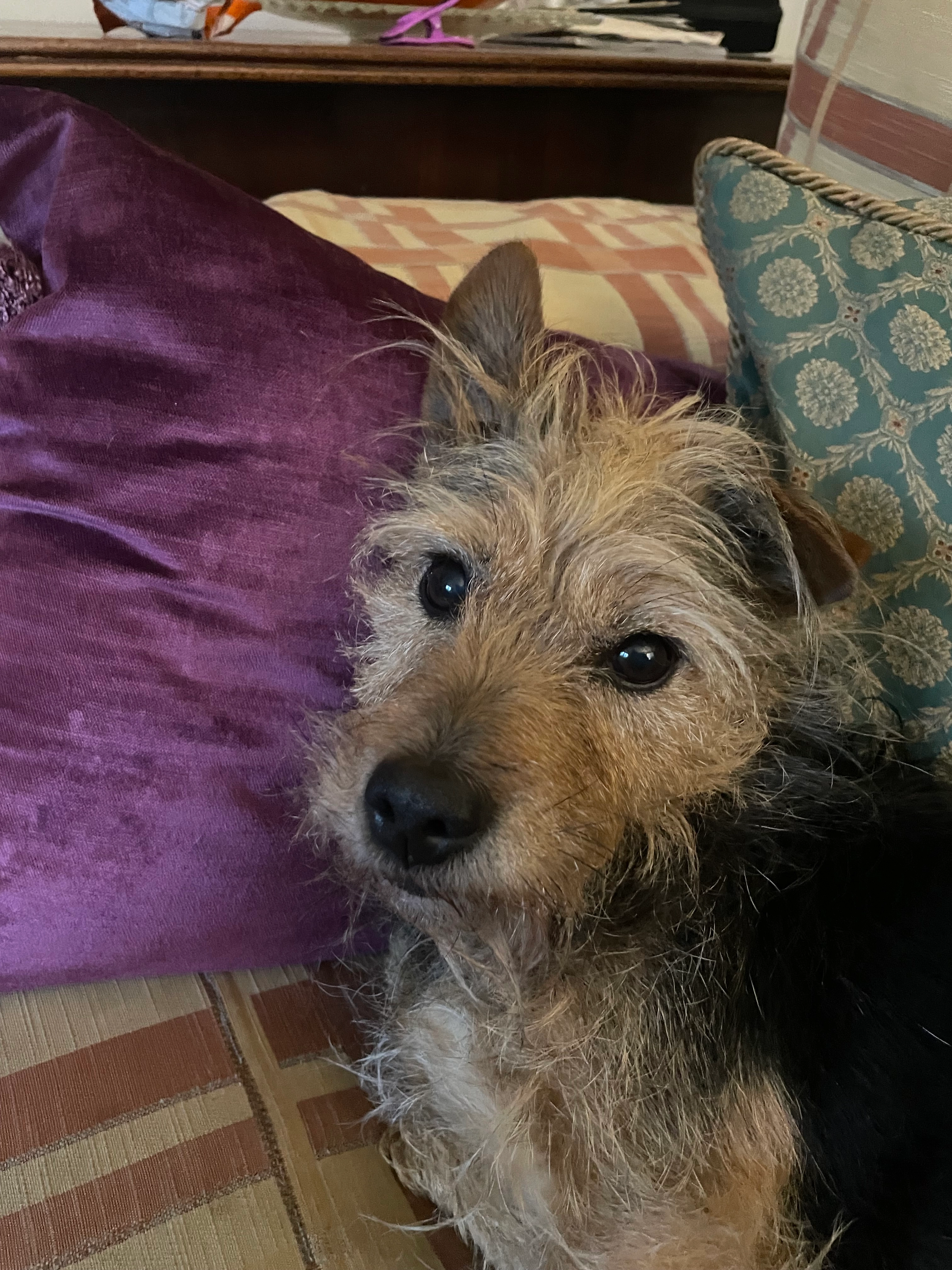 Elsie - Dell Quay Road, Chichester