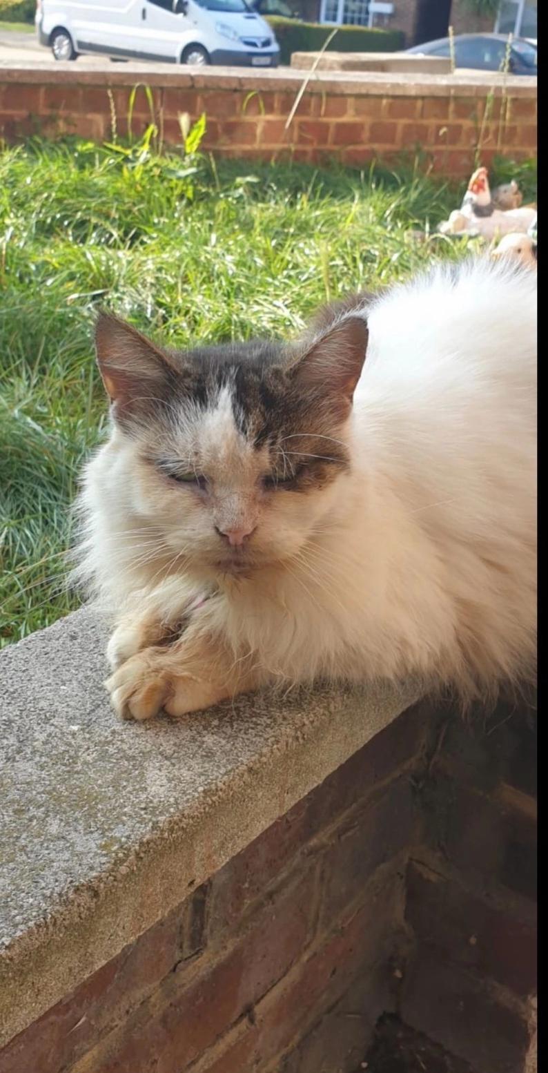 Baby - Mark Hall Moors, Harlow