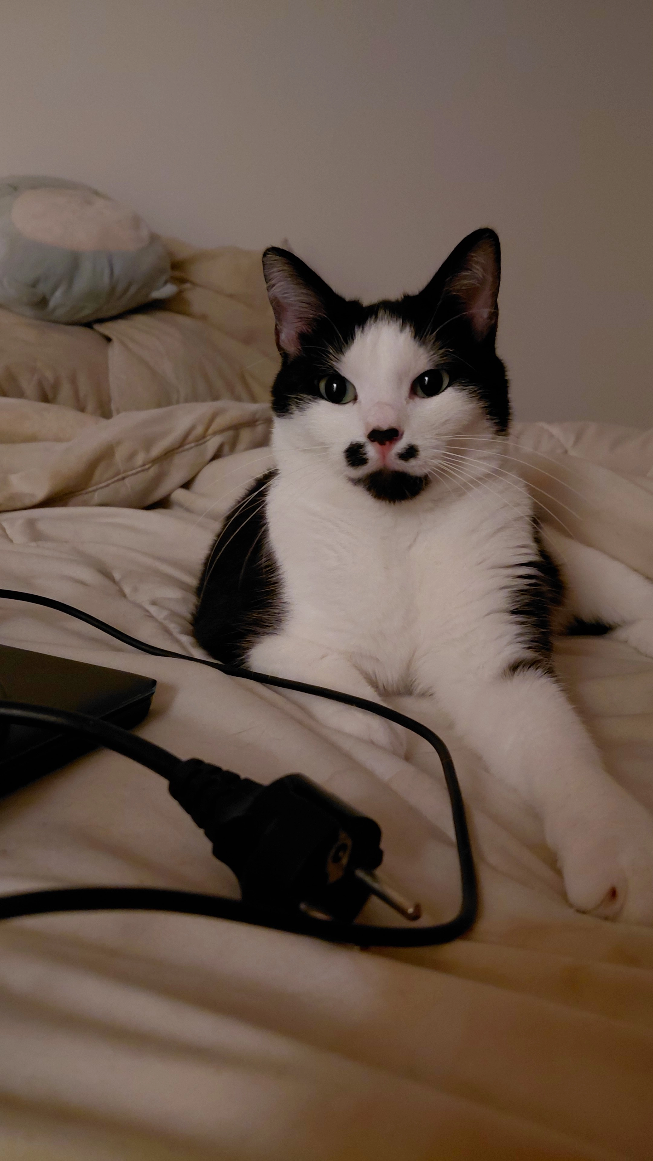 Moustik - 13 Rue Colette, Combourg