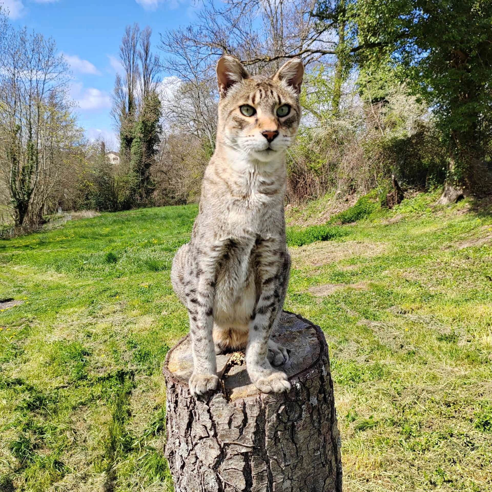 ISHARA - 170 Chemin des Presles, Villié-Morgon