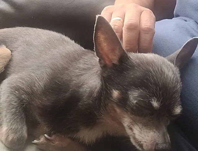 Es un chihuahua negro y gris sel - Preston Road, Pasadena