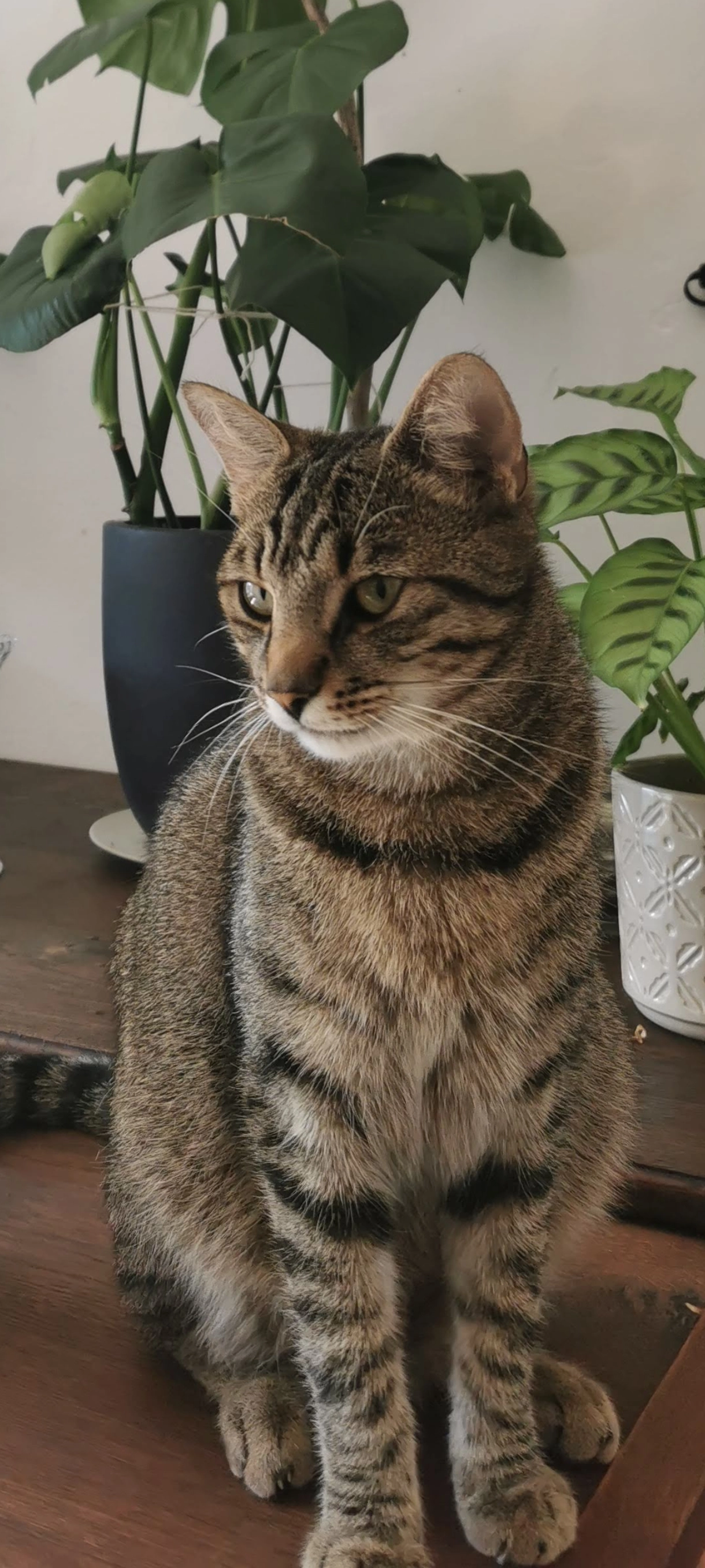 Kivi, gesprochen Kiwi - Ostermannstraße, Essen